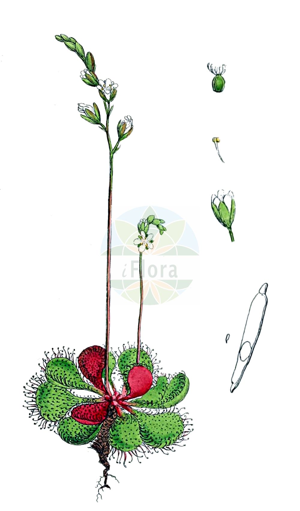 Historische Abbildung von Drosera rotundifolia (Rundblättriger Sonnentau - Round-leaved Sundew). Das Bild zeigt Blatt, Bluete, Frucht und Same. ---- Historical Drawing of Drosera rotundifolia (Rundblättriger Sonnentau - Round-leaved Sundew). The image is showing leaf, flower, fruit and seed.(Drosera rotundifolia,Rundblättriger Sonnentau,Round-leaved Sundew,Drosera corsica,Drosera rotundifolia,Rundblaettriger Sonnentau,Round-leaved Sundew,Common Sundew,Roundleaf Sundew,Sundew,Drosera,Sonnentau,Sundew,Droseraceae,Sonnentaugewächse,Sundew family,Blatt,Bluete,Frucht,Same,leaf,flower,fruit,seed,Sowerby (1790-1813))