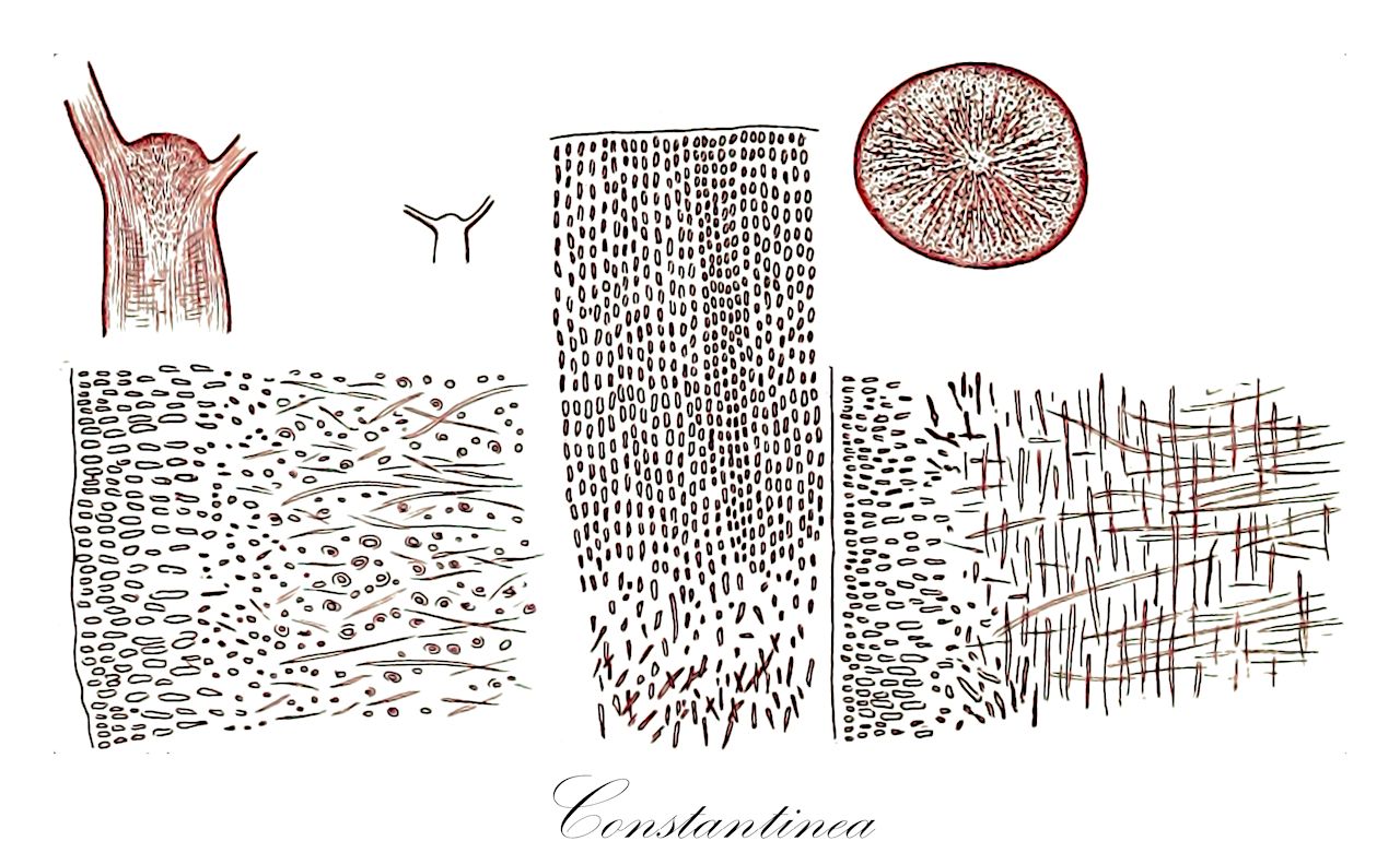 Constantinea - Dumontiaceae,Biota,Plantae,Rhodophyta,Eurhodophytina,Florideophyceae,Gigartinales,Dumontiaceae,Constantinea