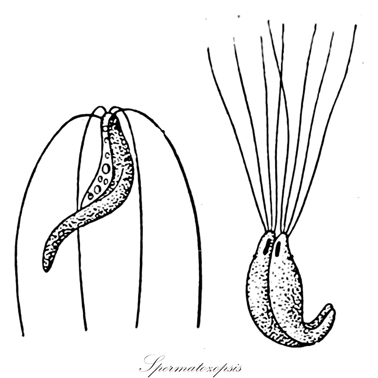 Spermatozopsis - Chordariaceae,Biota,Plantae,Chlorophyta,Chlorophytina,Chlorophyceae,Chlamydomonadales,Dunaliellaceae,Spermatozopsis