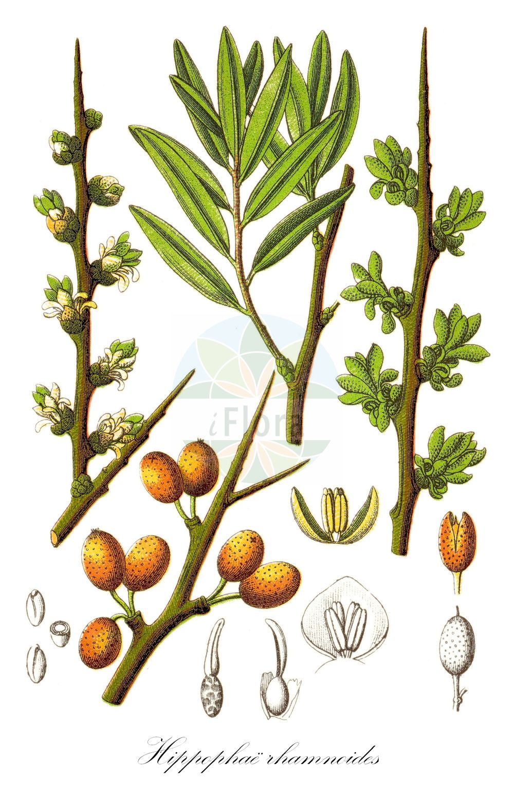 Historische Abbildung von Hippophae rhamnoides. ---- Historical Drawing of Hippophae rhamnoides.(Hippophae rhamnoides,Elaeagnus rhamnoides,Hippophae rhamnoides,Gewoehnlicher Sanddorn,Fluss-Sanddorn,Gebirgs-Sanddorn,Karpaten-Sanddorn,Sea-buckthorn,Sallowthorn,Seaberry,Hippophae,Elaeagnaceae,Ölweidengewächse,Oleaster family,Sturm (1796f))