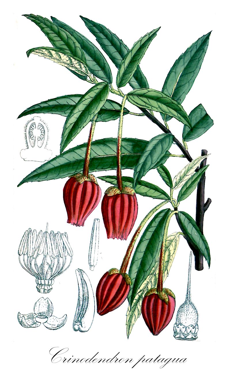 Crinodendron patagua - Elaeocarpaceae,Plantae,Pteridobiotina,Angiosperms,Oxalidales,Elaeocarpaceae,Crinodendron,Crinodendron patagua,Crinodendron dependens, Tricuspidaria dependens, Tricuspidaria hexapetala, Tricuspidaria patagua, Tricuspis dependens