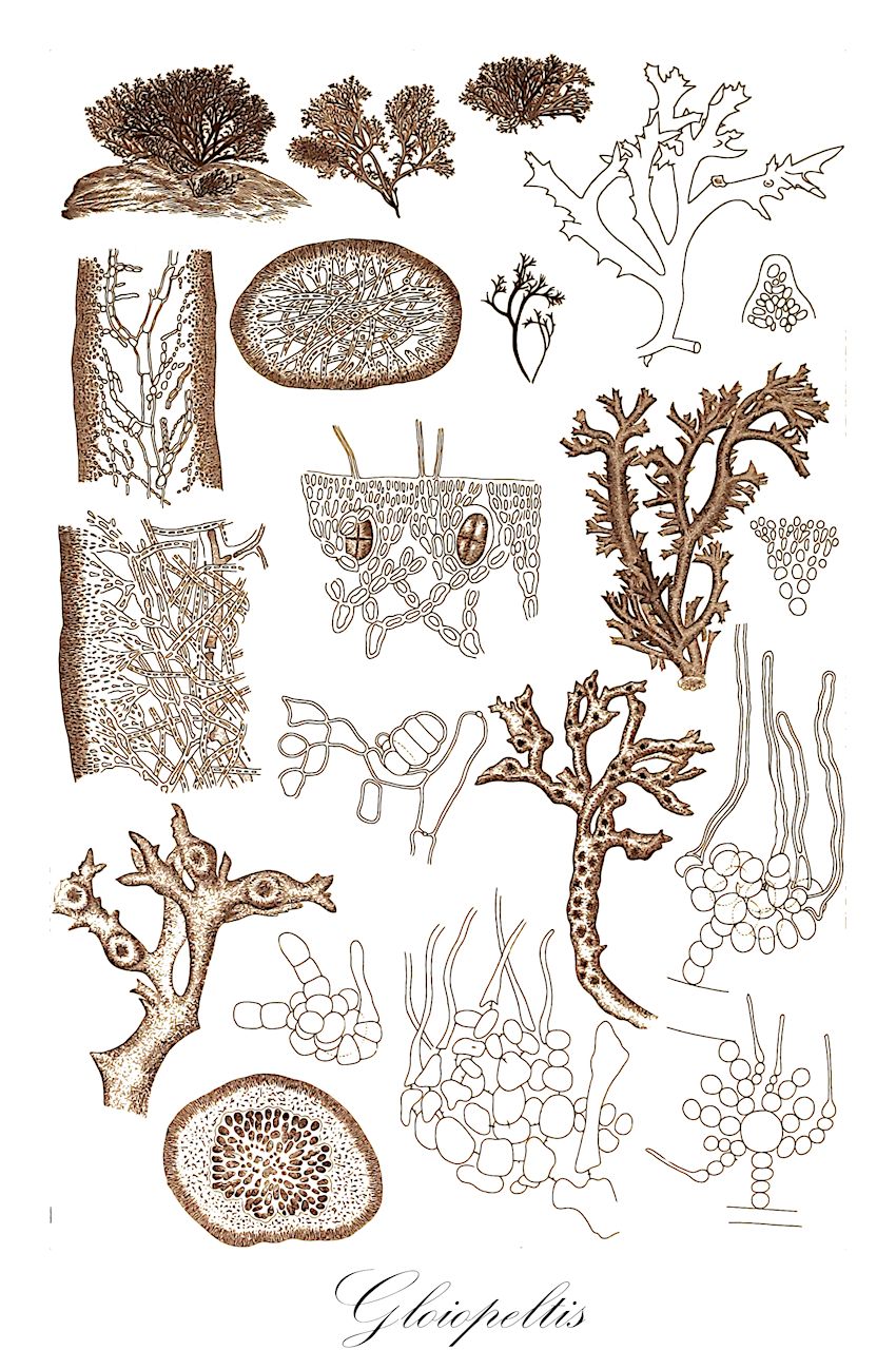 Gloiopeltis - Faucheaceae,Biota,Plantae,Rhodophyta,Eurhodophytina,Florideophyceae,Gigartinales,Endocladiaceae,Gloiopeltis