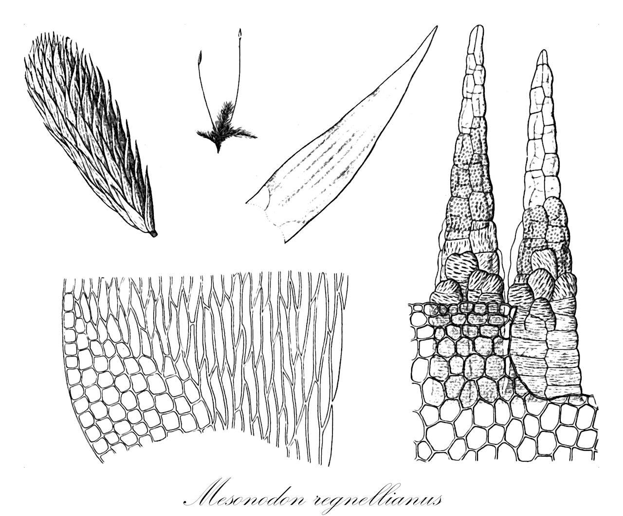 Mesonodon regnellianus - Bryophyta,Plantae,Bryobiotina,Bryophyta,Bryopsida,Bryidae,Hypnanae,Hypnales,Entodontaceae,Mesonodon,Mesonodon regnellianus,Campylodontium regnellianum, Entodon regnellianus, Mesonodon onustus var. minor, Neckera regnelliana