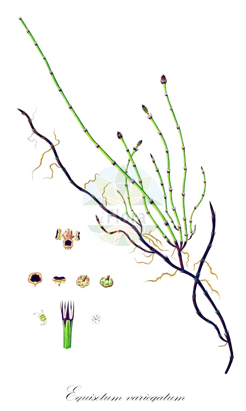 Historische Abbildung von Equisetum variegatum (Bunter Schachtelhalm - Variegated Horsetail). Das Bild zeigt Blatt, Bluete, Frucht und Same. ---- Historical Drawing of Equisetum variegatum (Bunter Schachtelhalm - Variegated Horsetail). The image is showing leaf, flower, fruit and seed.(Equisetum variegatum,Bunter Schachtelhalm,Variegated Horsetail,Equisetum variegatum,Hippochaete variegata,Bunter Schachtelhalm,Suedlicher Schachtelhalm,Variegated Horsetail,Variegated Scouringrush,Equisetum,Schachtelhalm,Horsetail,Equisetaceae,Schachtelhalmgewächse,Horsetail family,Blatt,Bluete,Frucht,Same,leaf,flower,fruit,seed,Oeder (1761-1883))