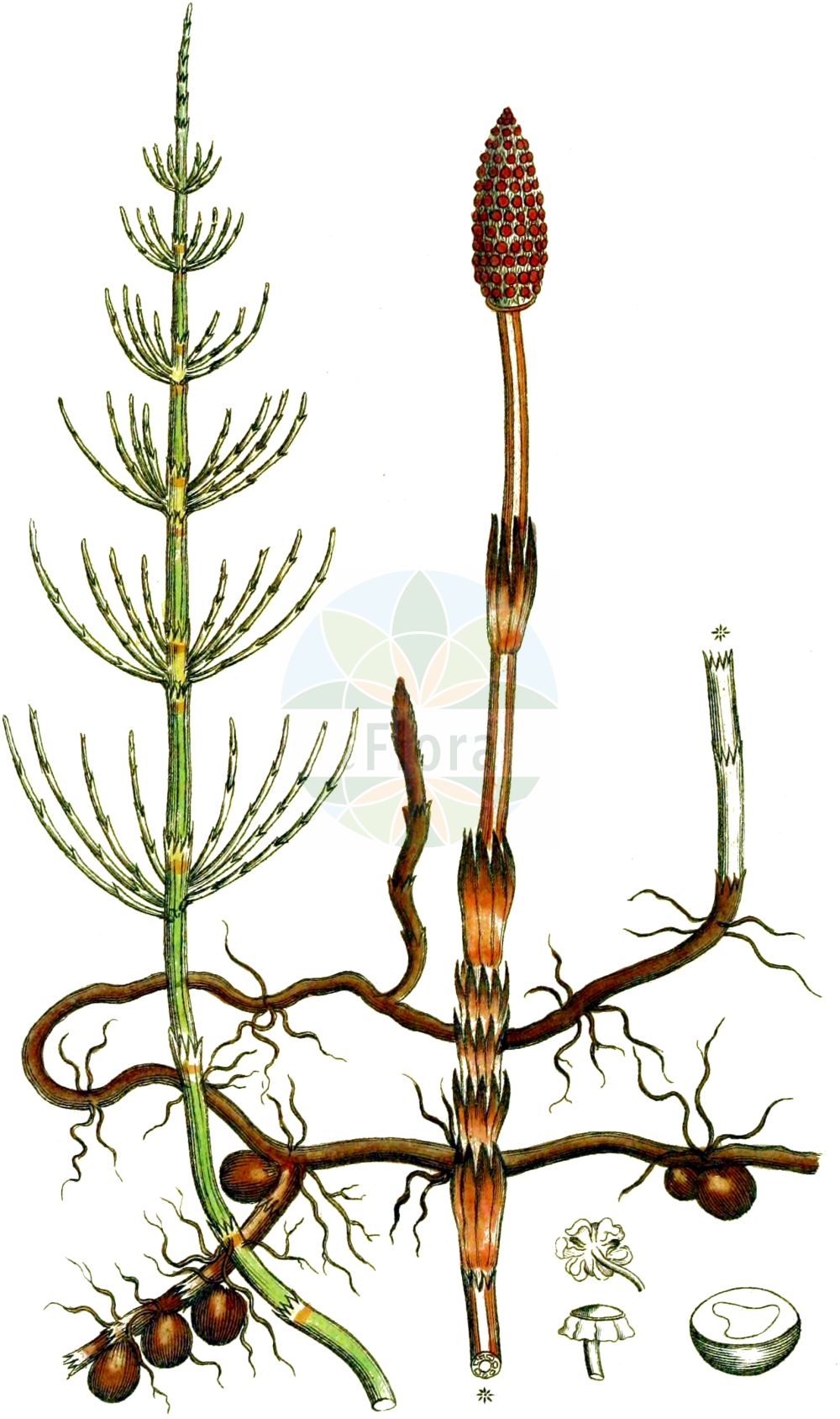 Historische Abbildung von Equisetum arvense (Acker-Schachtelhalm - Field Horsetail). Das Bild zeigt Blatt, Bluete, Frucht und Same. ---- Historical Drawing of Equisetum arvense (Acker-Schachtelhalm - Field Horsetail). The image is showing leaf, flower, fruit and seed.(Equisetum arvense,Acker-Schachtelhalm,Field Horsetail,Equisetum arvense,Equisetum boreale,Acker-Schachtelhalm,Zinnkraut,Scheuerkraut,Pferdeschwanzkraut,Katzenschweif,Field Horsetail,Common Horsetail,Marestails,Scouring Rush,Toad Pipe,Equisetum,Schachtelhalm,Horsetail,Equisetaceae,Schachtelhalmgewächse,Horsetail family,Blatt,Bluete,Frucht,Same,leaf,flower,fruit,seed,Svensk Botanik (Svensk Botanik))