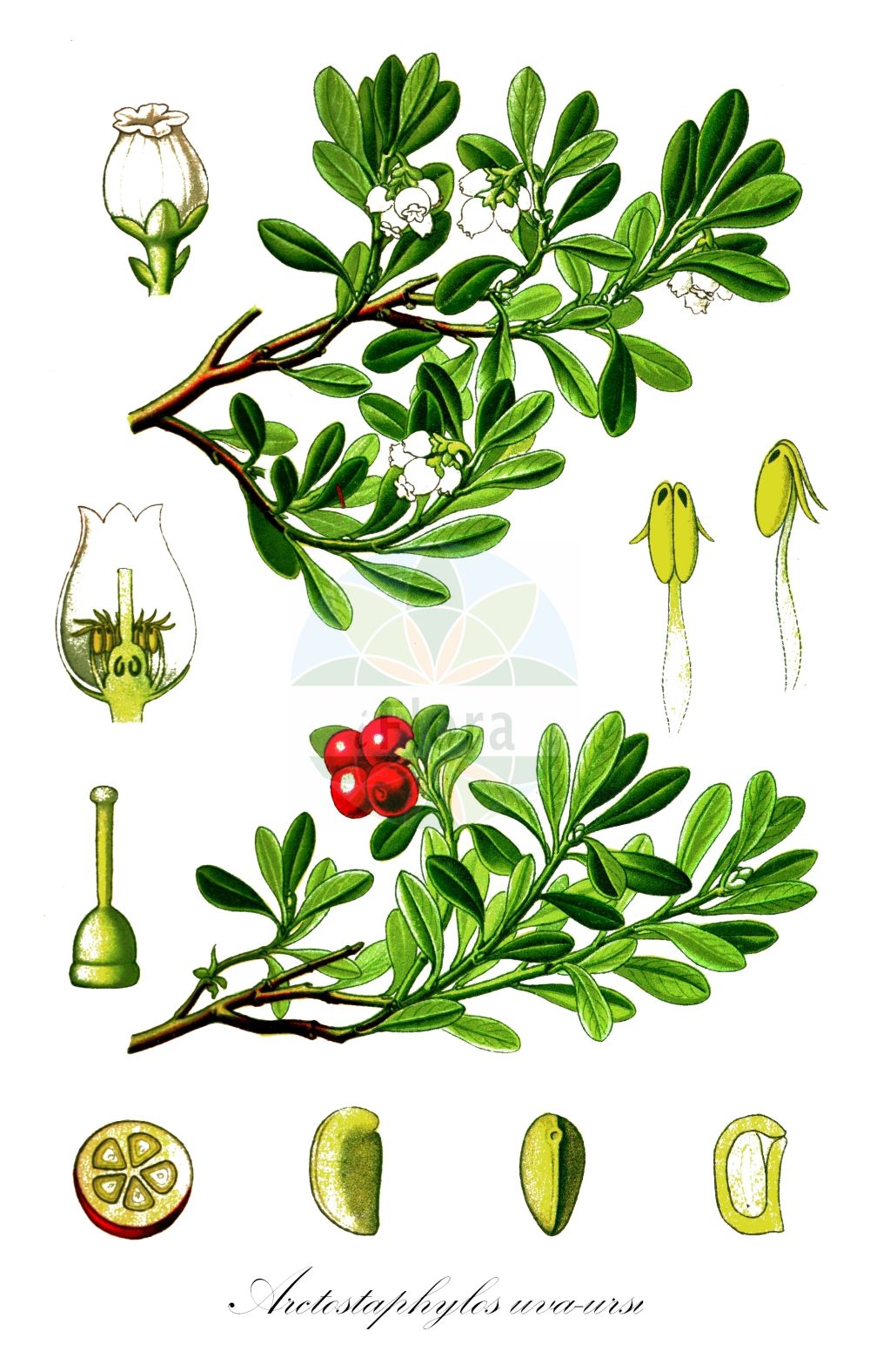 Historische Abbildung von Arctostaphylos uva-ursi (Immergrüne Bärentraube - Bearberry). ---- Historical Drawing of Arctostaphylos uva-ursi (Immergrüne Bärentraube - Bearberry).(Arctostaphylos uva-ursi,Immergrüne Bärentraube,Bearberry,Arbutus uva-ursi,Arctostaphylos uva-ursi,Immergruene Baerentraube,Arznei-Baerentraube,Sandbeere,Wolfsbeere,Bearberry,Kinnikinnick,Bear's Grape,Common Bearberry,Creashak,Hog Cranberry,Kinnikinick,Mealberry,Mountain Box,Red Bearberry,Sandberry,Arctostaphylos,Bärentraube,Manzanita,Ericaceae,Heidekrautgewächse,Heath family,Thomé (1885))