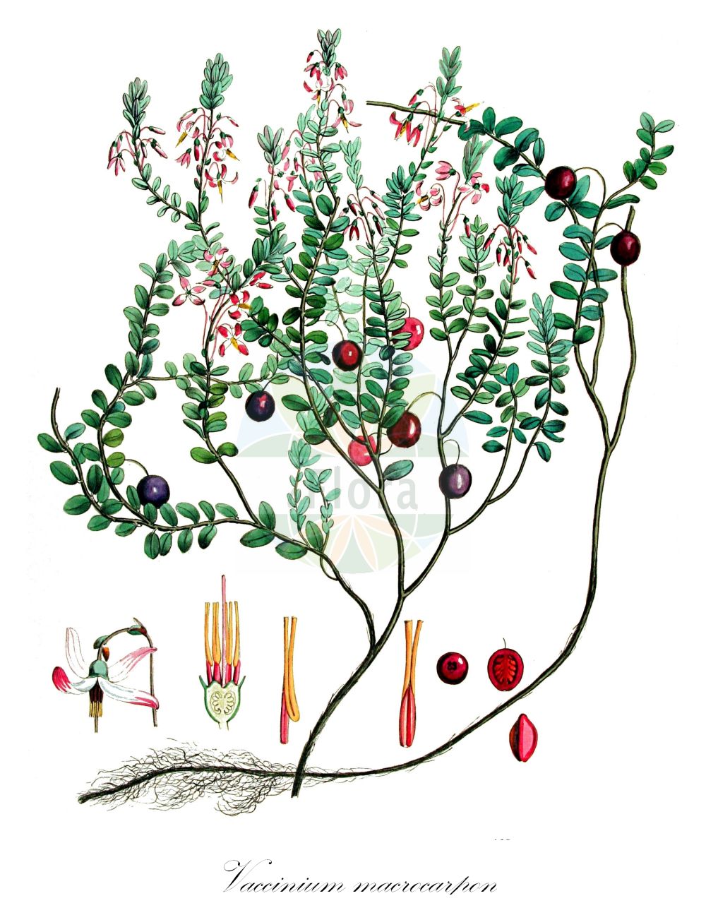 Historische Abbildung von Vaccinium macrocarpon (Großfrüchtige Moosbeere - American Cranberry). Das Bild zeigt Blatt, Bluete, Frucht und Same. ---- Historical Drawing of Vaccinium macrocarpon (Großfrüchtige Moosbeere - American Cranberry). The image is showing leaf, flower, fruit and seed.(Vaccinium macrocarpon,Großfrüchtige Moosbeere,American Cranberry,Oxycoccus macrocarpus,Vaccinium macrocarpon,Grossfruechtige Moosbeere,American Cranberry,Cranberry,Large Cranberry,Large-fruited Cranberry,Vaccinium,Heidelbeere,Blueberry,Ericaceae,Heidekrautgewächse,Heath family,Blatt,Bluete,Frucht,Same,leaf,flower,fruit,seed,Kops (1800-1934))