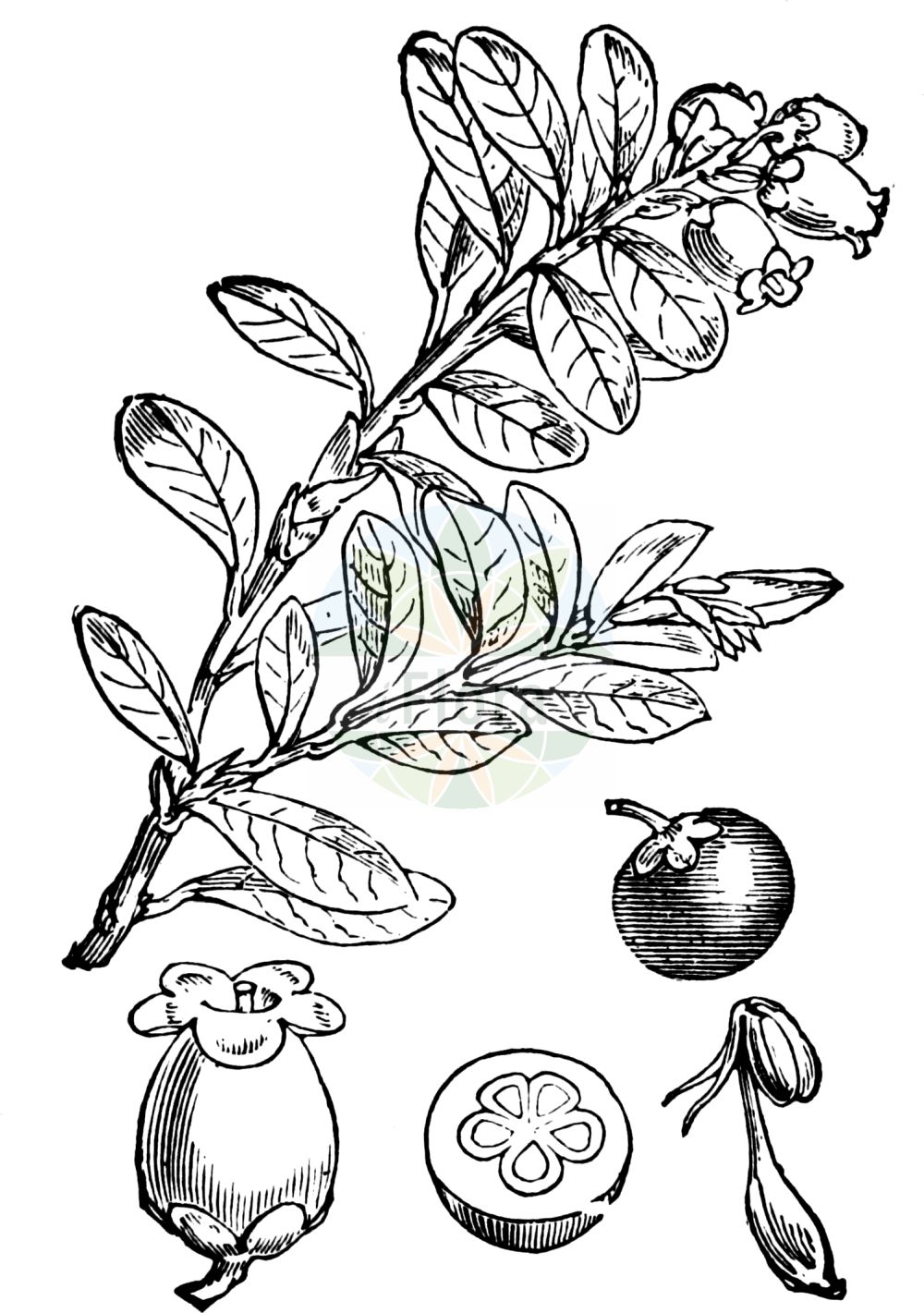 Historische Abbildung von Arctostaphylos uva-ursi (Immergrüne Bärentraube - Bearberry). Das Bild zeigt Blatt, Bluete, Frucht und Same. ---- Historical Drawing of Arctostaphylos uva-ursi (Immergrüne Bärentraube - Bearberry). The image is showing leaf, flower, fruit and seed.(Arctostaphylos uva-ursi,Immergrüne Bärentraube,Bearberry,Arbutus uva-ursi,Arctostaphylos uva-ursi,Immergruene Baerentraube,Arznei-Baerentraube,Sandbeere,Wolfsbeere,Bearberry,Kinnikinnick,Bear's Grape,Common Bearberry,Creashak,Hog Cranberry,Kinnikinick,Mealberry,Mountain Box,Red Bearberry,Sandberry,Arctostaphylos,Bärentraube,Manzanita,Ericaceae,Heidekrautgewächse,Heath family,Blatt,Bluete,Frucht,Same,leaf,flower,fruit,seed,Fitch et al. (1880))