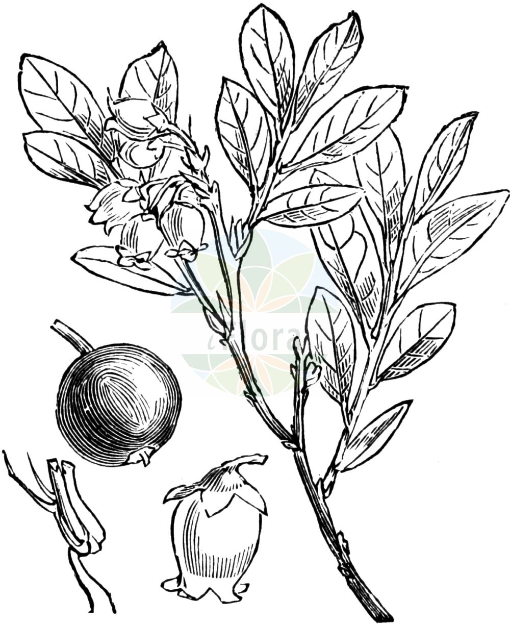 Historische Abbildung von Vaccinium uliginosum (Rauschbeere - Bog Bilberry). Das Bild zeigt Blatt, Bluete, Frucht und Same. ---- Historical Drawing of Vaccinium uliginosum (Rauschbeere - Bog Bilberry). The image is showing leaf, flower, fruit and seed.(Vaccinium uliginosum,Rauschbeere,Bog Bilberry,Vaccinium gaultherioides,Vaccinium uliginosum,Vaccinium uliginosum var. microphyllum,Rauschbeere,Gaultheria-aehnliche Rauschbeere,Gebirgs-Moorbeere,Moorbeere,Moor-Heidelbeere,Sumpf-Heidelbeere,Trunkelbeere,Bog Bilberry,Alpine Blueberry,Bog Blueberry,Bog Whortleberry,Northern Bilberry,Vaccinium,Heidelbeere,Blueberry,Ericaceae,Heidekrautgewächse,Heath family,Blatt,Bluete,Frucht,Same,leaf,flower,fruit,seed,Fitch et al. (1880))