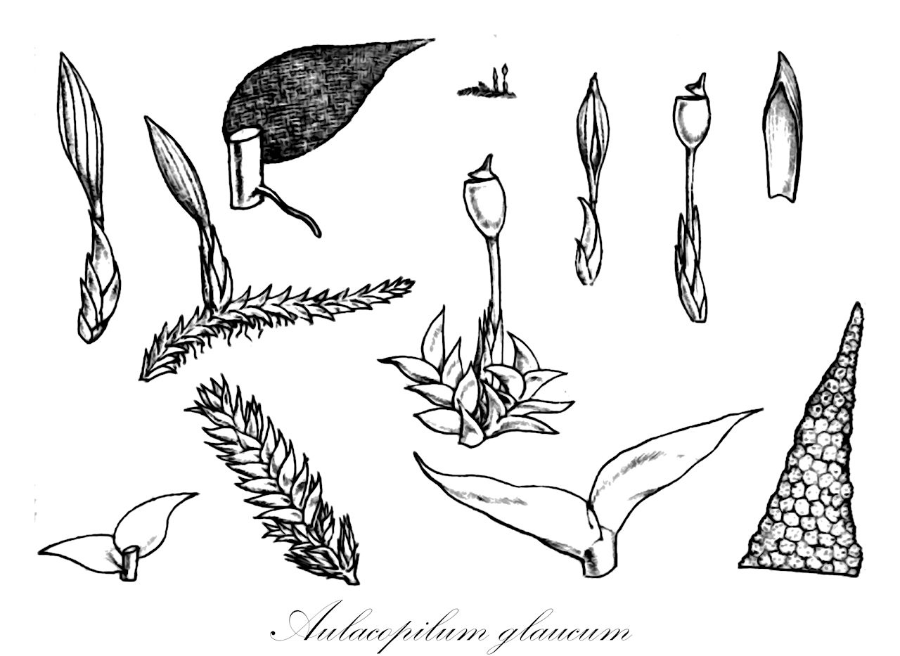 Aulacopilum glaucum - Erpodiaceae,Plantae,Bryobiotina,Bryophyta,Bryopsida,Dicranidae,Erpodiales,Erpodiaceae,Aulacopilum,Aulacopilum glaucum,Aulacopilum balansae, Aulacopilum brittoniae, Aulacopilum intermedium, Aulacopilum schaeferi, Erpodium glaucum, Erpodium glaucum var. glaucum, Erpodium schaeferi