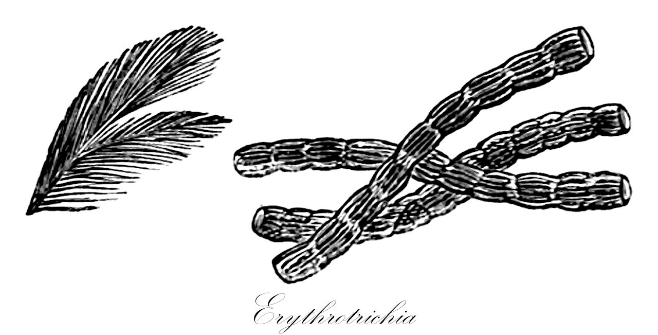 Erythrotrichia - Erythrotrichiaceae,Biota,Plantae,Rhodophyta,Metarhodophytina,Compsopogonophyceae,Erythropeltidales,Erythrotrichiaceae,Erythrotrichia