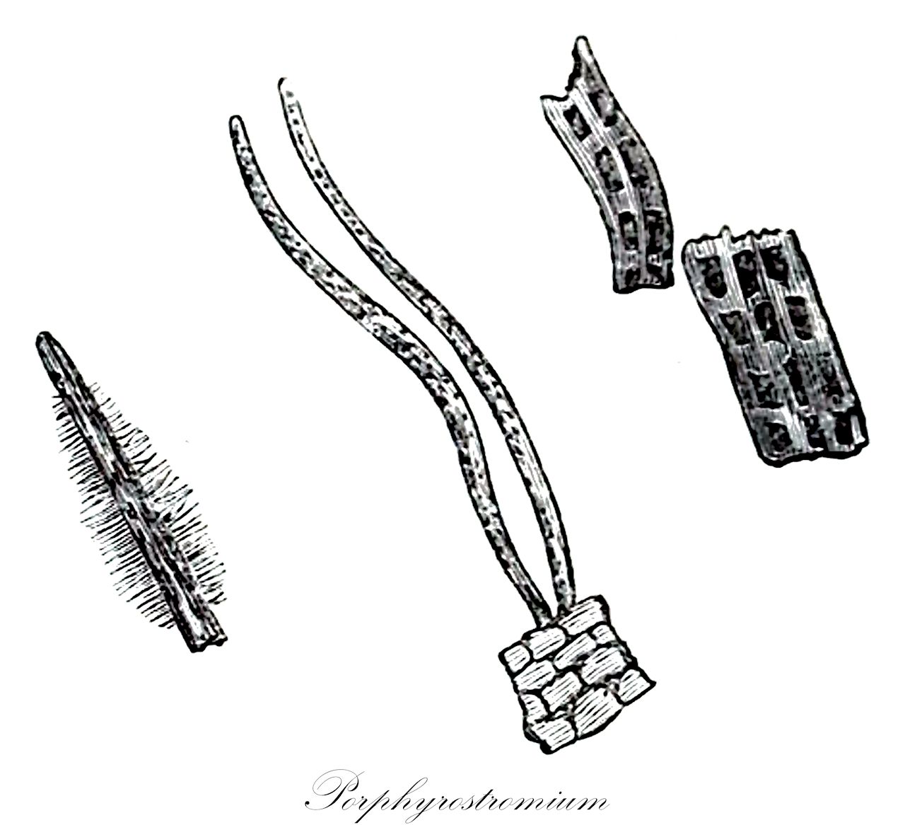 Porphyrostromium - Erythrotrichiaceae,Biota,Plantae,Rhodophyta,Metarhodophytina,Compsopogonophyceae,Erythropeltidales,Erythrotrichiaceae,Porphyrostromium,Erythrotrichopeltis