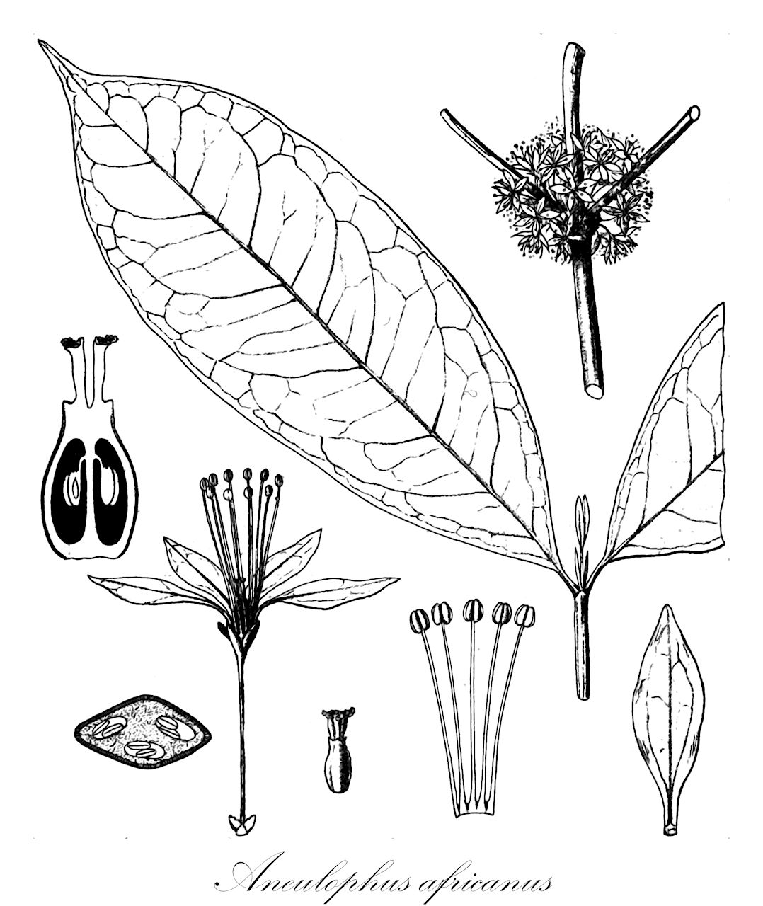 Aneulophus africanus - Erythroxylaceae,Plantae,Pteridobiotina,Angiosperms,Malpighiales,Erythroxylaceae,Aneulophus,Aneulophus africanus