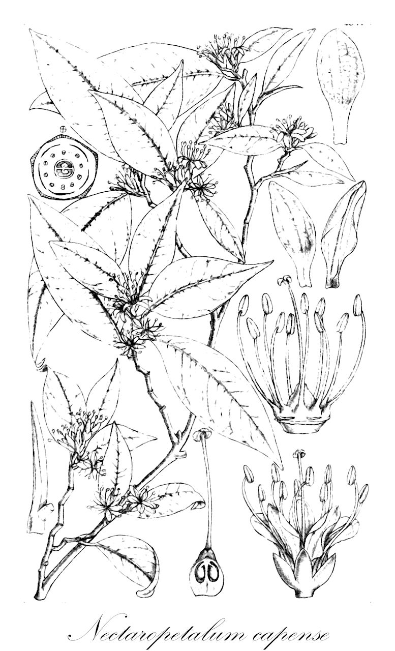 Nectaropetalum capense - Erythroxylaceae,Plantae,Pteridobiotina,Angiosperms,Malpighiales,Erythroxylaceae,Nectaropetalum,Nectaropetalum capense,Peglera capensis