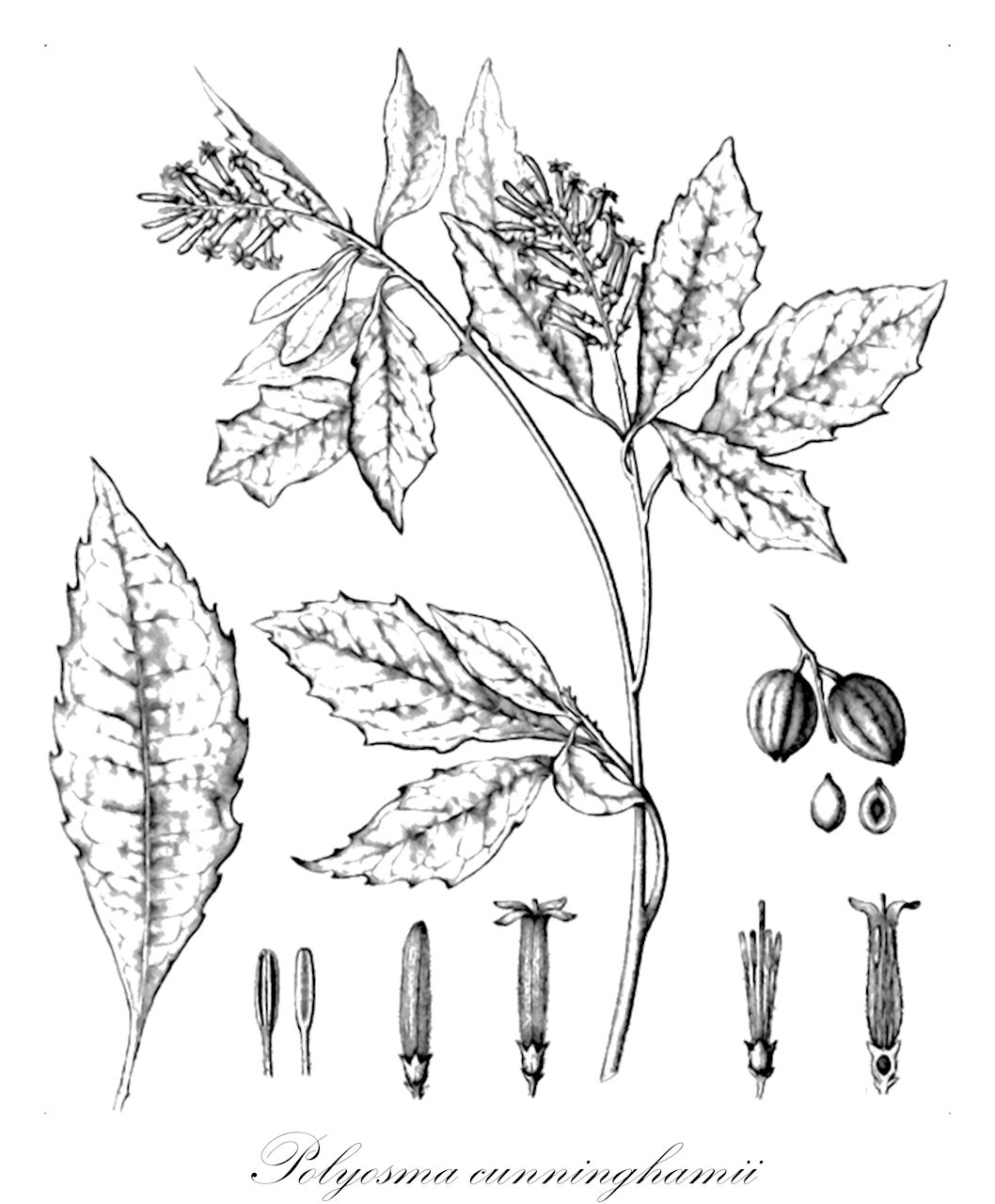 Polyosma cunninghamii - Escalloniaceae,Plantae,Pteridobiotina,Angiosperms,Escalloniales,Escalloniaceae,Polyosma,Polyosma cunninghamii