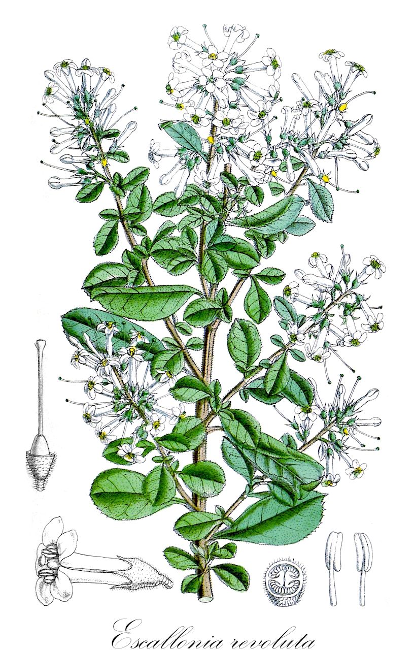 Escallonia revoluta - Escalloniaceae,Plantae,Pteridobiotina,Angiosperms,Escalloniales,Escalloniaceae,Escallonia,Escallonia revoluta,Escallonia affinis, Escallonia hirsuta, Escallonia thyrsoidea, Stereoxylon revolutum