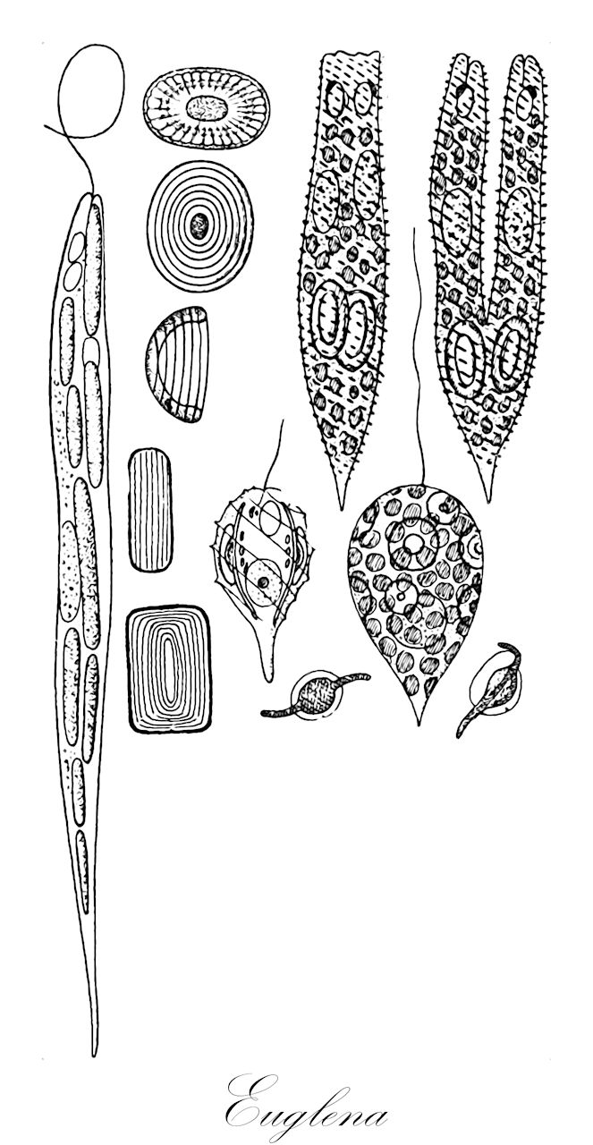 Euglena - Euglenidae,Biota,Protozoa,Euglenozoa,Euglenoida,Dipilida,Spirocuta,Euglenophyceae,Euglenophycidae,Euglenida,Euglenidae,Euglena,Calliglena, Discoglena, Microcystis, Raphanella