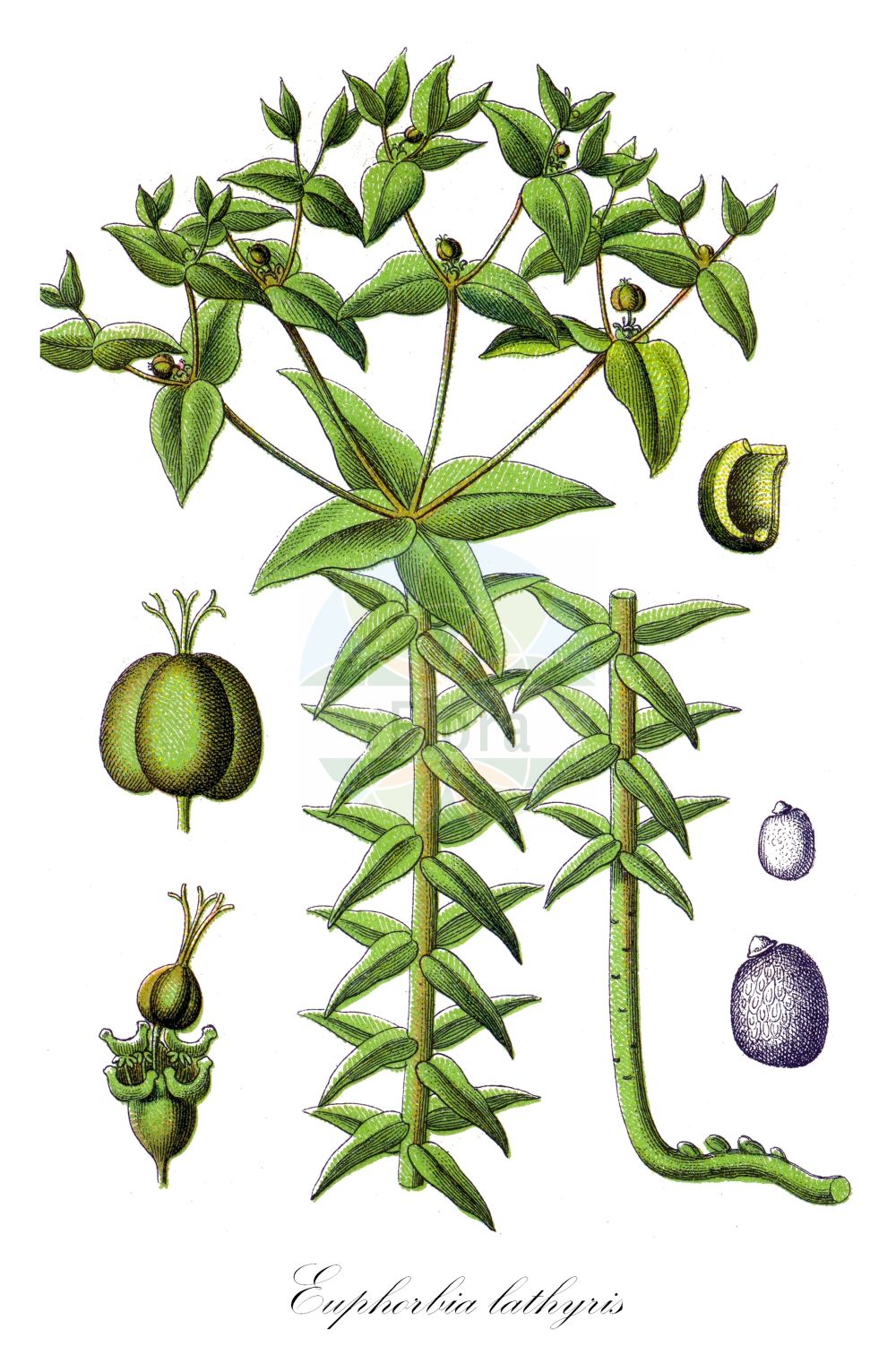Historische Abbildung von Euphorbia lathyris (Kreuzbblättrige Wolfsmilch - Caper Spurge). ---- Historical Drawing of Euphorbia lathyris (Kreuzbblättrige Wolfsmilch - Caper Spurge).(Euphorbia lathyris,Kreuzbblättrige Wolfsmilch,Caper Spurge,Epurga lathyris,Euphorbia decussata,Euphorbia lathyris,Euphorbia spongiosa,Euphorbion lathyrum,Galarhoeus decussatus,Galarhoeus lathyris,Keraselma lathyris,Tithymalus cataputia,Tithymalus lathyris,Kreuzbblaettrige Wolfsmilch,Maulwurfskraut,Spring-Wolfsmilch,Caper Spurge,Mole Plant,Paper Spurge,Euphorbia,Wolfsmilch,Spurge,Euphorbiaceae,Wolfsmilchgewächse,Spurge family,Sturm (1796f))