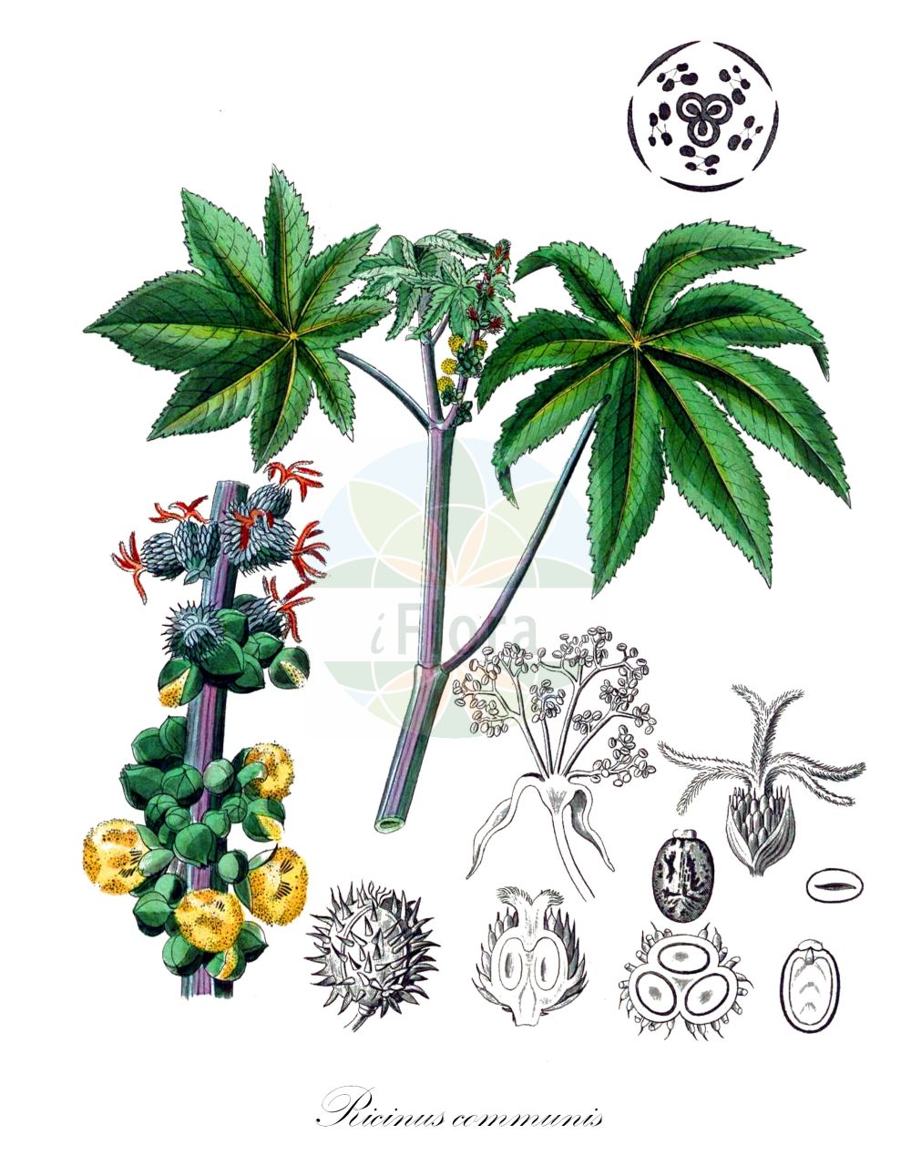 Historische Abbildung von Ricinus communis (Wunderbaum - Castor-oil-Plant). ---- Historical Drawing of Ricinus communis (Wunderbaum - Castor-oil-Plant).(Ricinus communis,Wunderbaum,Castor-oil-Plant,Cataputia major,Cataputia minor,Croton spinosus,Ricinus africanus,Ricinus angulatus,Ricinus armatus,Ricinus atropurpureus,Ricinus badius,Ricinus borboniensis,Ricinus cambodgensis,Ricinus communis,Ricinus compactus,Ricinus digitatus,Ricinus europaeus,Ricinus gibsonii,Ricinus giganteus,Ricinus glaucus,Ricinus hybridus,Ricinus inermis,Ricinus japonicus,Ricinus krappa,Ricinus laevis,Ricinus leucocarpus,Ricinus lividus,Ricinus macrocarpus,Ricinus macrophyllus,Ricinus medicus,Ricinus medius,Ricinus megalosperma,Ricinus messeniacus,Ricinus metallicus,Ricinus microcarpus,Ricinus minor,Ricinus nanus,Ricinus obermannii,Ricinus peltatus,Ricinus perennis,Ricinus persicus,Ricinus purpurascens,Ricinus ruber,Ricinus rugosus,Ricinus rutilans,Ricinus sanguineus,Ricinus scaber,Ricinus speciosus,Ricinus spectabilis,Ricinus tunisensis,Ricinus undulatus,Ricinus urens,Ricinus viridis,Ricinus vulgaris,Ricinus zanzibarensis,Ricinus zanzibarinus,Wunderbaum,Rizinus,Castor-oil-Plant,Castor Bean,Ricinus,Wunderbaum,Castor Bean,Euphorbiaceae,Wolfsmilchgewächse,Spurge family,Kohl (1891-1895))