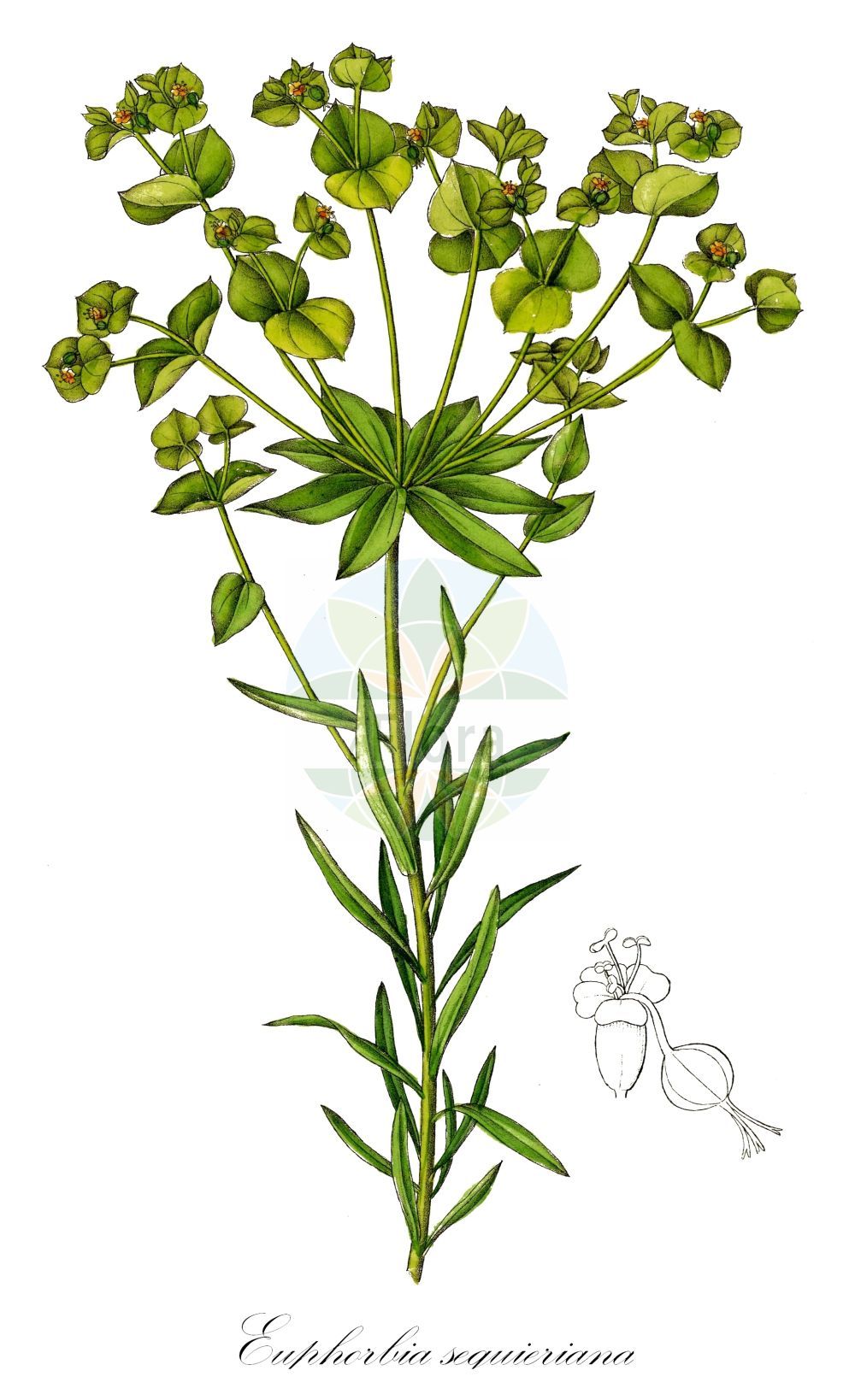 Historische Abbildung von Euphorbia seguieriana (Steppen-Wolfsmilch - Seguier's Spurge). Das Bild zeigt Blatt, Bluete, Frucht und Same. ---- Historical Drawing of Euphorbia seguieriana (Steppen-Wolfsmilch - Seguier's Spurge). The image is showing leaf, flower, fruit and seed.(Euphorbia seguieriana,Steppen-Wolfsmilch,Seguier's Spurge,Euphorbia seguieriana,Galarhoeus seguierianus,Tithymalus seguierianus,Steppen-Wolfsmilch,Seguier's Spurge,Steppe Spurge,Euphorbia,Wolfsmilch,Spurge,Euphorbiaceae,Wolfsmilchgewächse,Spurge family,Blatt,Bluete,Frucht,Same,leaf,flower,fruit,seed,Dietrich (1833-1844))