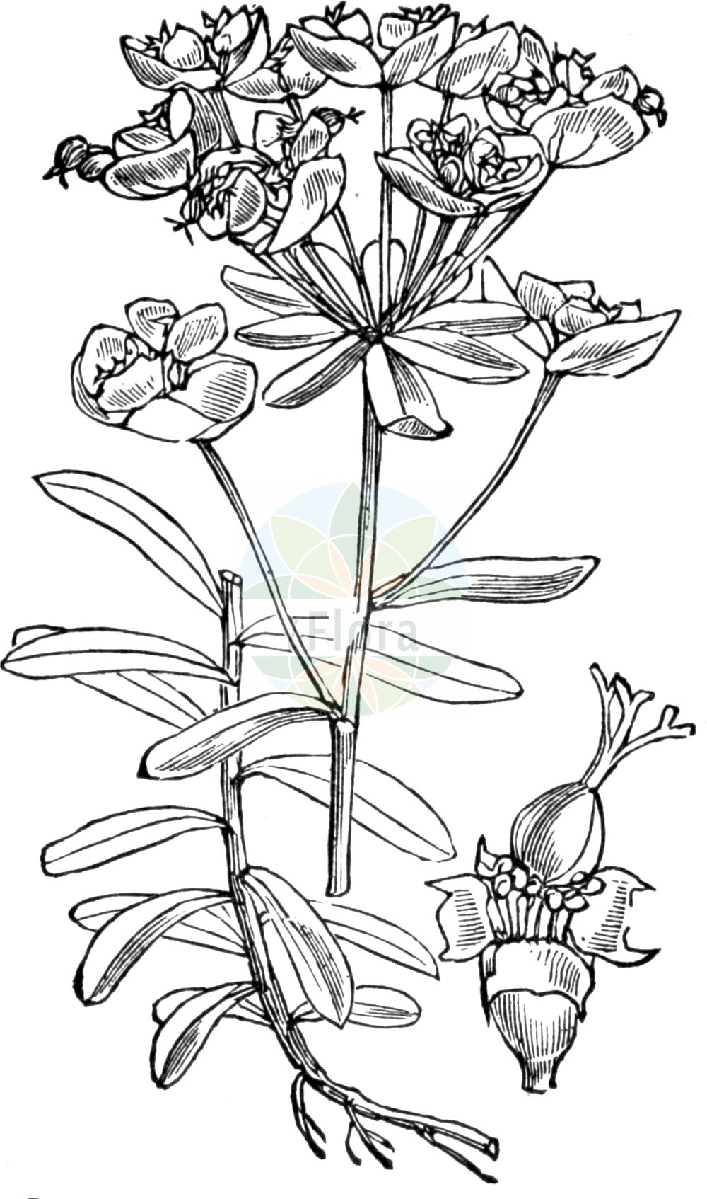 Historische Abbildung von Euphorbia esula (Esels-Wolfsmilch - Leafy Spurge). Das Bild zeigt Blatt, Bluete, Frucht und Same. ---- Historical Drawing of Euphorbia esula (Esels-Wolfsmilch - Leafy Spurge). The image is showing leaf, flower, fruit and seed.(Euphorbia esula,Esels-Wolfsmilch,Leafy Spurge,Euphorbia esula,Euphorbion esulum,Keraselma esula,Tithymalus esula,Esels-Wolfsmilch,Scharfe Wolfsmilch,Leafy Spurge,Euphorbia,Wolfsmilch,Spurge,Euphorbiaceae,Wolfsmilchgewächse,Spurge family,Blatt,Bluete,Frucht,Same,leaf,flower,fruit,seed,Fitch et al. (1880))