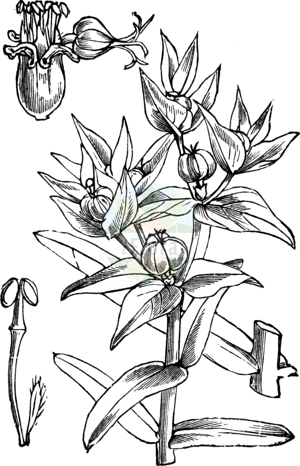 Historische Abbildung von Euphorbia lathyris (Kreuzbblättrige Wolfsmilch - Caper Spurge). Das Bild zeigt Blatt, Bluete, Frucht und Same. ---- Historical Drawing of Euphorbia lathyris (Kreuzbblättrige Wolfsmilch - Caper Spurge). The image is showing leaf, flower, fruit and seed.(Euphorbia lathyris,Kreuzbblättrige Wolfsmilch,Caper Spurge,Epurga lathyris,Euphorbia decussata,Euphorbia lathyris,Euphorbia spongiosa,Euphorbion lathyrum,Galarhoeus decussatus,Galarhoeus lathyris,Keraselma lathyris,Tithymalus cataputia,Tithymalus lathyris,Kreuzbblaettrige Wolfsmilch,Maulwurfskraut,Spring-Wolfsmilch,Caper Spurge,Mole Plant,Paper Spurge,Euphorbia,Wolfsmilch,Spurge,Euphorbiaceae,Wolfsmilchgewächse,Spurge family,Blatt,Bluete,Frucht,Same,leaf,flower,fruit,seed,Fitch et al. (1880))