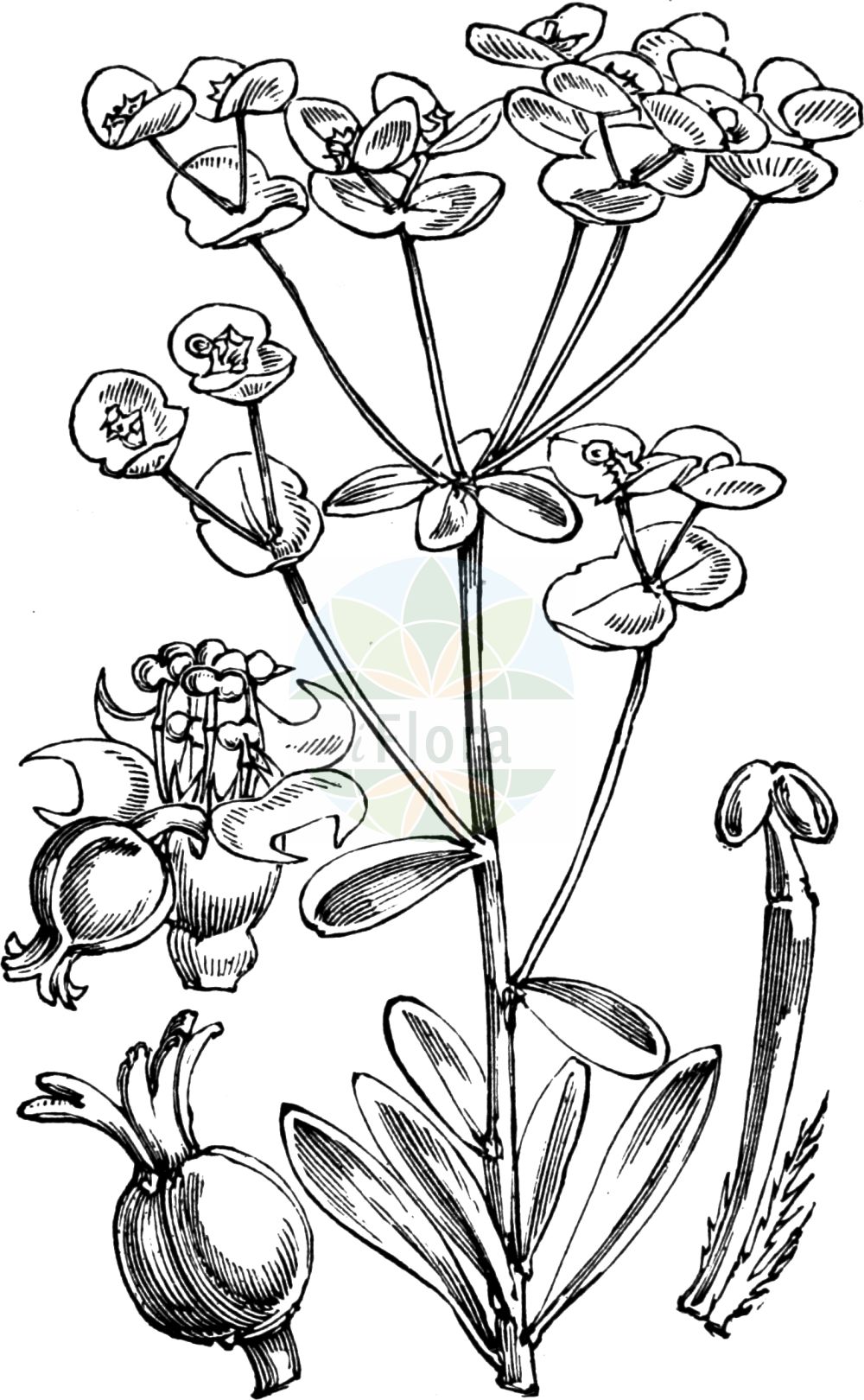 Historische Abbildung von Euphorbia amygdaloides (Mandelblättrige Wolfsmilch - Wood Spurge). Das Bild zeigt Blatt, Bluete, Frucht und Same. ---- Historical Drawing of Euphorbia amygdaloides (Mandelblättrige Wolfsmilch - Wood Spurge). The image is showing leaf, flower, fruit and seed.(Euphorbia amygdaloides,Mandelblättrige Wolfsmilch,Wood Spurge,Characias amygdaloides,Esula amygdaloides,Euphorbia amygdaloides,Tithymalus amygdaloides,Mandelblaettrige Wolfsmilch,Wood Spurge,Euphorbia,Wolfsmilch,Spurge,Euphorbiaceae,Wolfsmilchgewächse,Spurge family,Blatt,Bluete,Frucht,Same,leaf,flower,fruit,seed,Fitch et al. (1880))