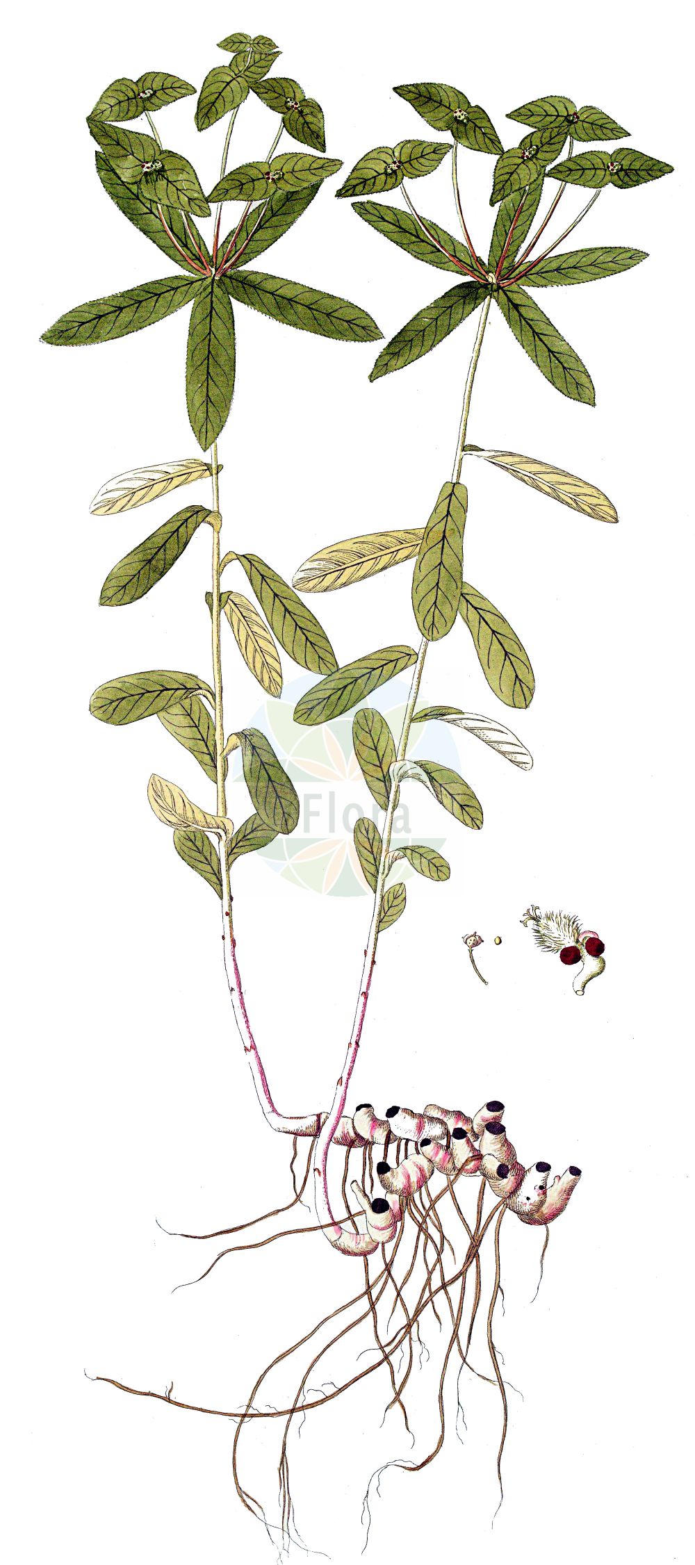 Historische Abbildung von Euphorbia dulcis (Süße Wolfsmilch - Sweet Spurge). Das Bild zeigt Blatt, Bluete, Frucht und Same. ---- Historical Drawing of Euphorbia dulcis (Süße Wolfsmilch - Sweet Spurge). The image is showing leaf, flower, fruit and seed.(Euphorbia dulcis,Süße Wolfsmilch,Sweet Spurge,Euphorbia dulcis,Galarhoeus dulcis,Pythius dulcis,Suesse Wolfsmilch,Haarfruechtige Suesse Wolfsmilch,Kahlfruechtige Suesse Wolfsmilch,Sweet Spurge,Euphorbia,Wolfsmilch,Spurge,Euphorbiaceae,Wolfsmilchgewächse,Spurge family,Blatt,Bluete,Frucht,Same,leaf,flower,fruit,seed)