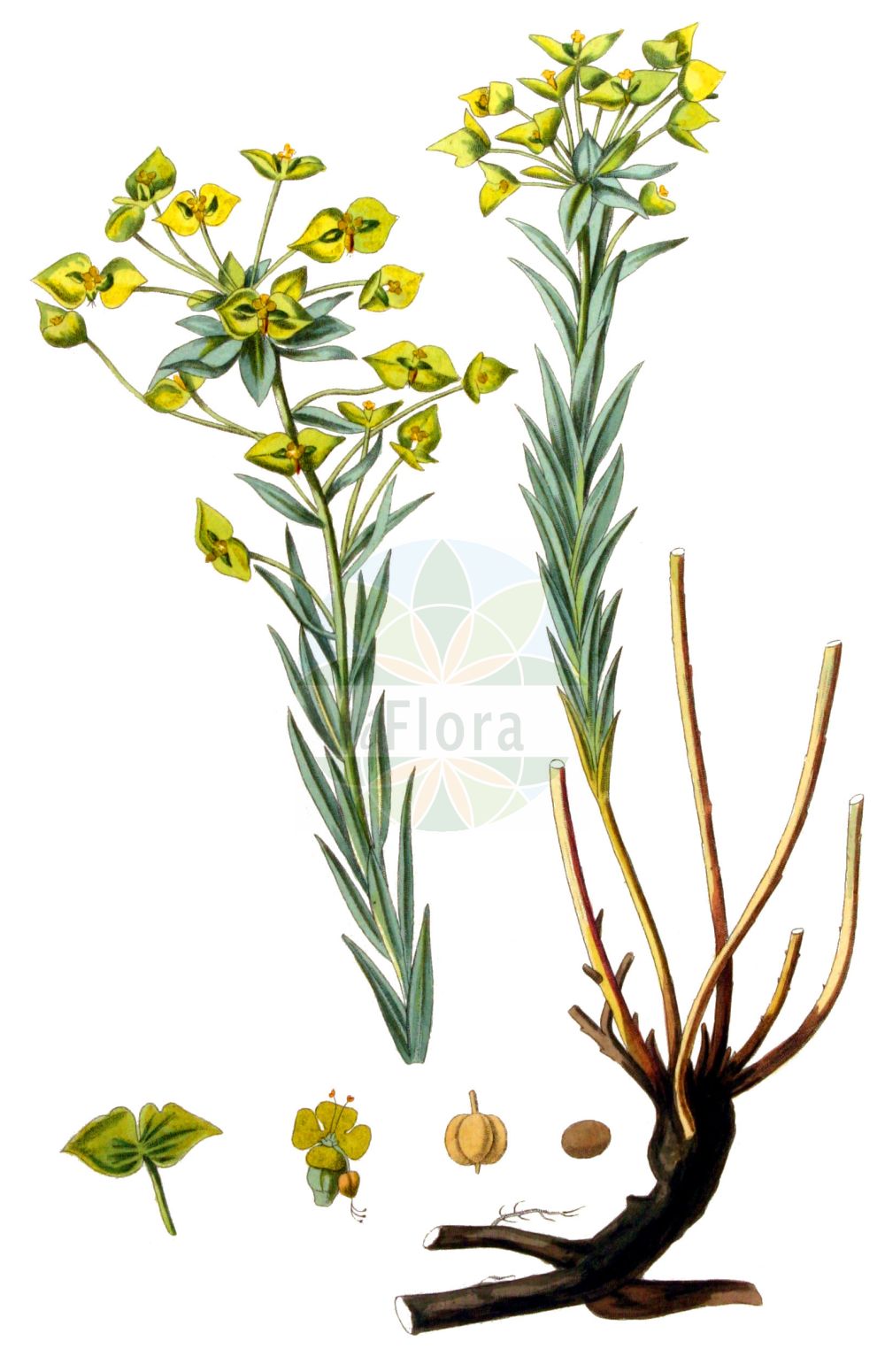 Historische Abbildung von Euphorbia seguieriana (Steppen-Wolfsmilch - Seguier's Spurge). Das Bild zeigt Blatt, Bluete, Frucht und Same. ---- Historical Drawing of Euphorbia seguieriana (Steppen-Wolfsmilch - Seguier's Spurge). The image is showing leaf, flower, fruit and seed.(Euphorbia seguieriana,Steppen-Wolfsmilch,Seguier's Spurge,Euphorbia seguieriana,Galarhoeus seguierianus,Tithymalus seguierianus,Steppen-Wolfsmilch,Seguier's Spurge,Steppe Spurge,Euphorbia,Wolfsmilch,Spurge,Euphorbiaceae,Wolfsmilchgewächse,Spurge family,Blatt,Bluete,Frucht,Same,leaf,flower,fruit,seed,Kops (1800-1934))