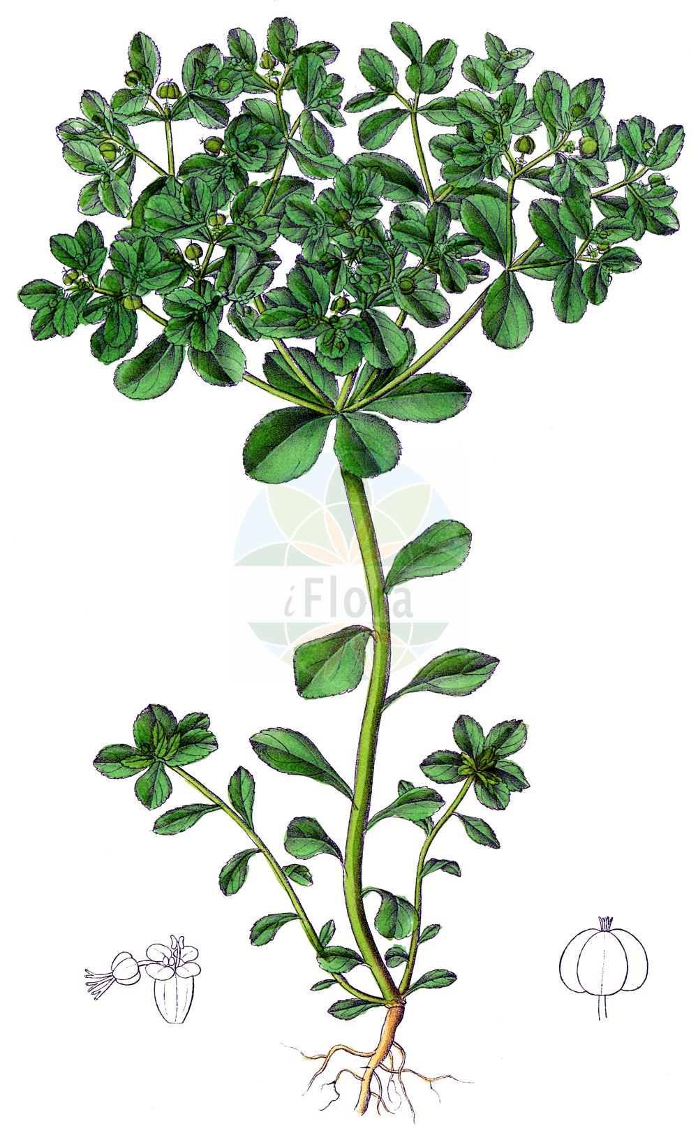 Historische Abbildung von Euphorbia helioscopia (Sonnenwend-Wolfsmilch - Sun Spurge). Das Bild zeigt Blatt, Bluete, Frucht und Same. ---- Historical Drawing of Euphorbia helioscopia (Sonnenwend-Wolfsmilch - Sun Spurge). The image is showing leaf, flower, fruit and seed.(Euphorbia helioscopia,Sonnenwend-Wolfsmilch,Sun Spurge,Euphorbia helioscopia,Euphorbion helioscopium,Tithymalus helioscopius,Sonnenwend-Wolfsmilch,Sun Spurge,Madwoman's Milk,Umbrella Milkweed,Euphorbia,Wolfsmilch,Spurge,Euphorbiaceae,Wolfsmilchgewächse,Spurge family,Blatt,Bluete,Frucht,Same,leaf,flower,fruit,seed,Dietrich (1833-1844))