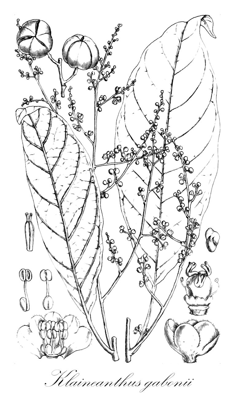 Klaineanthus gabonii - Euphorbiaceae,Plantae,Pteridobiotina,Angiosperms,Malpighiales,Euphorbiaceae,Klaineanthus,Klaineanthus gabonii