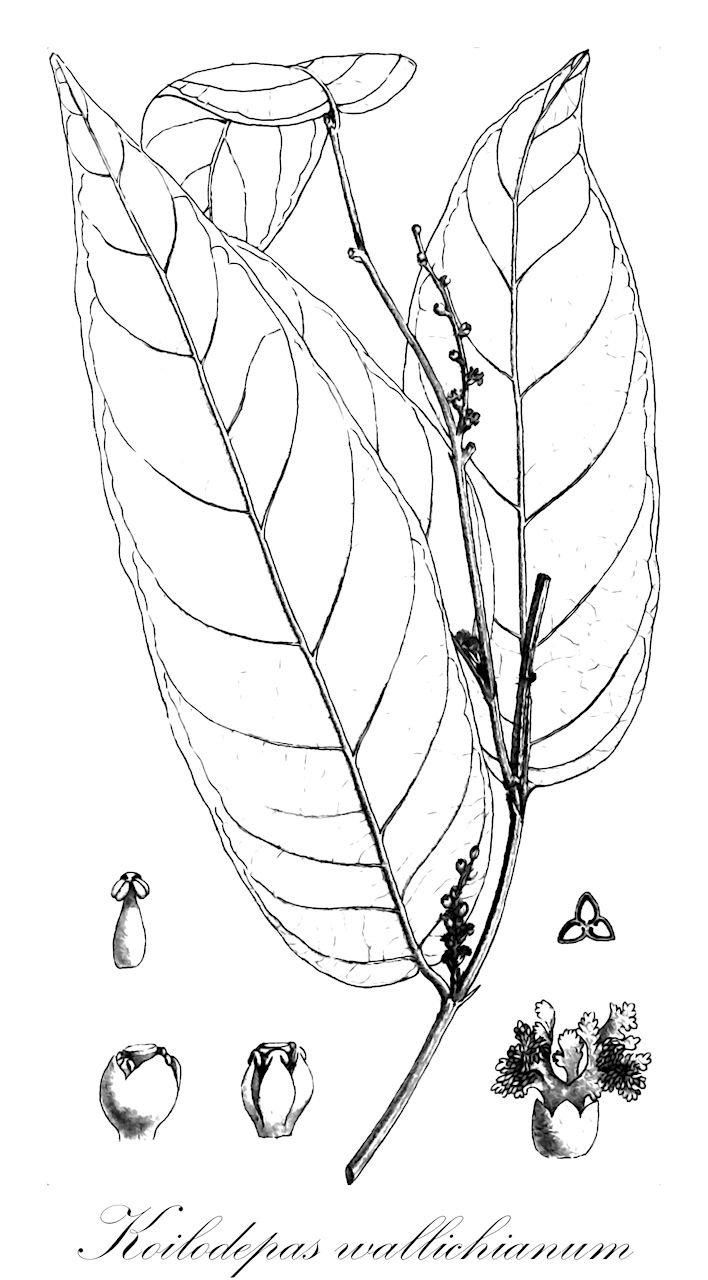 Koilodepas wallichianum - Euphorbiaceae,Plantae,Pteridobiotina,Angiosperms,Malpighiales,Euphorbiaceae,Koilodepas,Koilodepas wallichianum