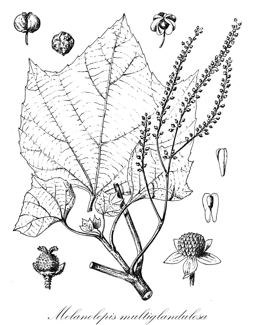 Melanolepis multiglandulosa - Euphorbiaceae,Plantae,Pteridobiotina,Angiosperms,Malpighiales,Euphorbiaceae,Melanolepis,Melanolepis multiglandulosa,Adelia monoica, Croton multiglandulosus, Mallotus angulatus, Mallotus calcosus, Mallotus hellwigianus, Mallotus hollrungianus, Mallotus moluccanus var. glabratus, Mallotus moluccanus var. pendulus, Mallotus multiglandulosus, Melanolepis angulata, Melanolepis calcosa, Melanolepis moluccana, Melanolepis moluccana var. pendula, Melanolepis moluccanus, Melanolepis multiglandulosa var. pendula, Ricinus dioicus, Rottlera angulata, Rottlera calcosa, Rottlera multiglandulosa