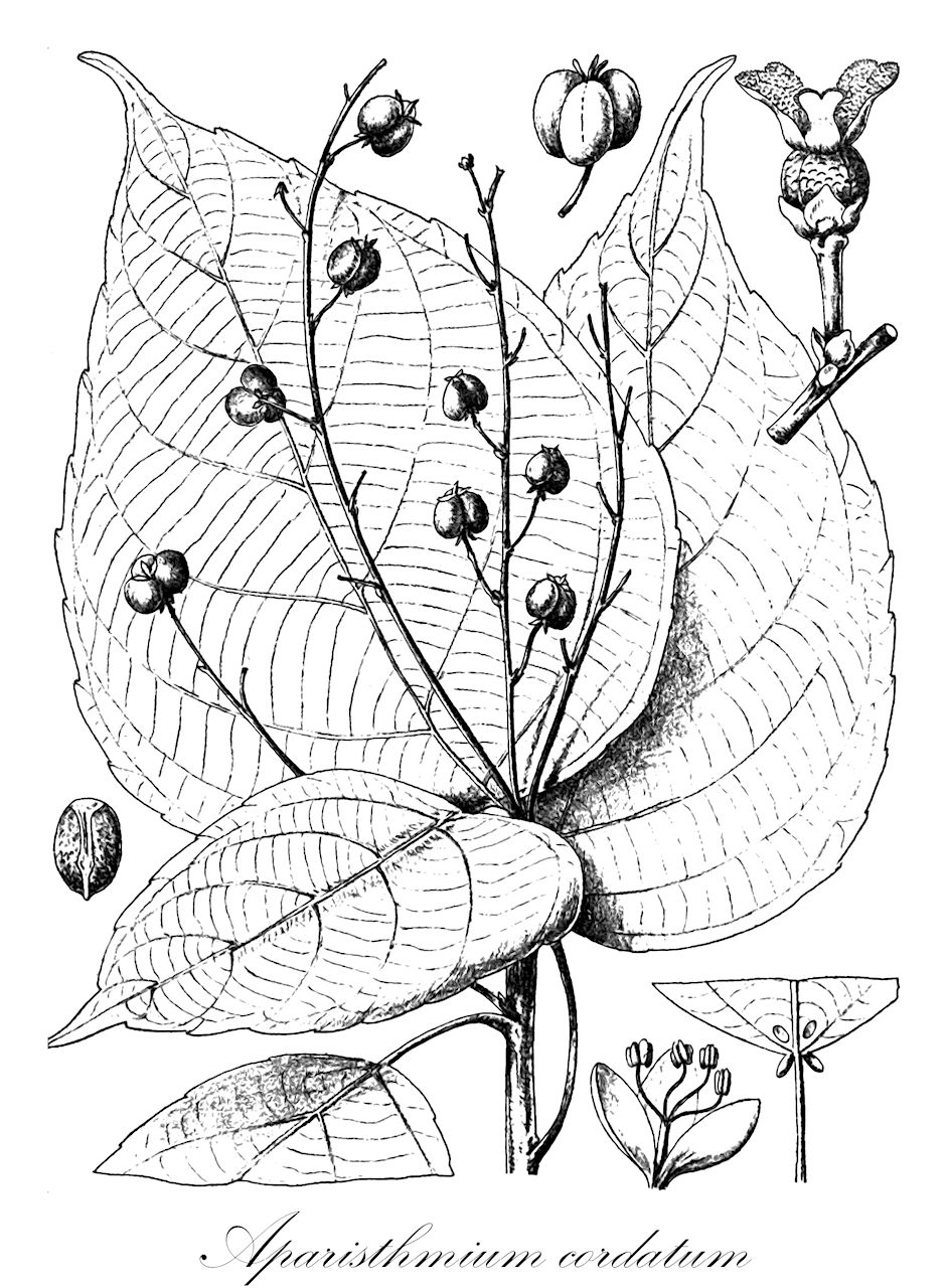 Aparisthmium cordatum - Euphorbiaceae,Plantae,Pteridobiotina,Angiosperms,Malpighiales,Euphorbiaceae,Aparisthmium,Aparisthmium cordatum,Alchornea cordata, Alchornea latifolia, Alchornea macrophylla, Alchornea orinocensis, Aparisthmium macrophyllum, Aparisthmium macrophyllum, Aparisthmium spruceanum, Conceveiba cordata, Conceveiba macropylla, Conceveiba poeppigiana, Styloceras macrostachyum