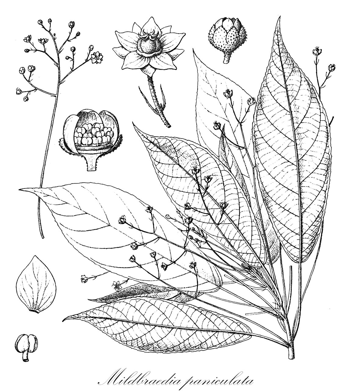 Mildbraedia paniculata - Euphorbiaceae,Plantae,Pteridobiotina,Angiosperms,Malpighiales,Euphorbiaceae,Mildbraedia,Mildbraedia paniculata,Plesiatropha paniculata