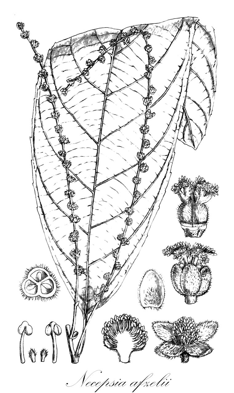 Necepsia afzelii - Euphorbiaceae,Plantae,Pteridobiotina,Angiosperms,Malpighiales,Euphorbiaceae,Necepsia,Necepsia afzelii,Necepsia afzelii var. afzelii