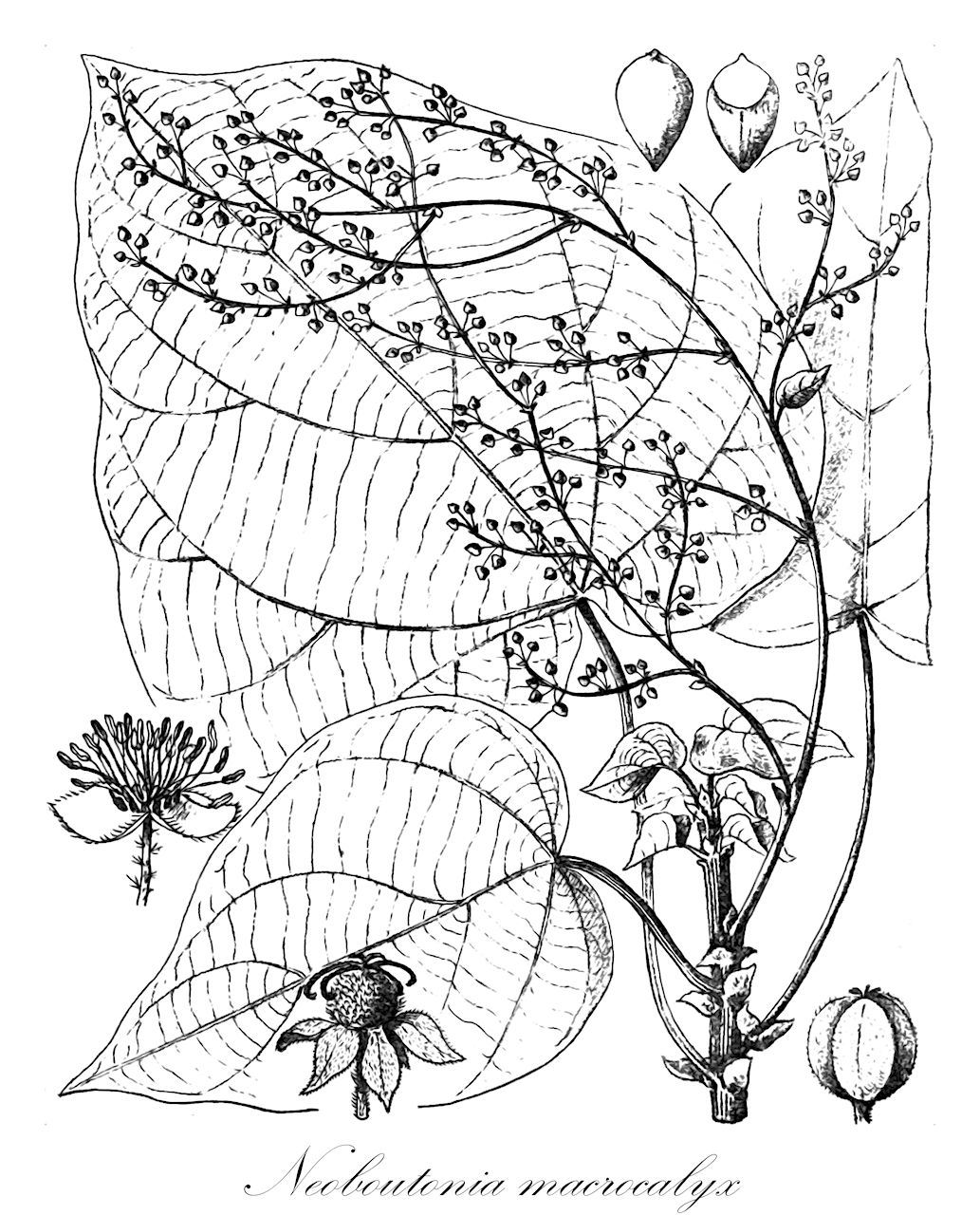 Neoboutonia macrocalyx - Euphorbiaceae,Plantae,Pteridobiotina,Angiosperms,Malpighiales,Euphorbiaceae,Neoboutonia,Neoboutonia macrocalyx