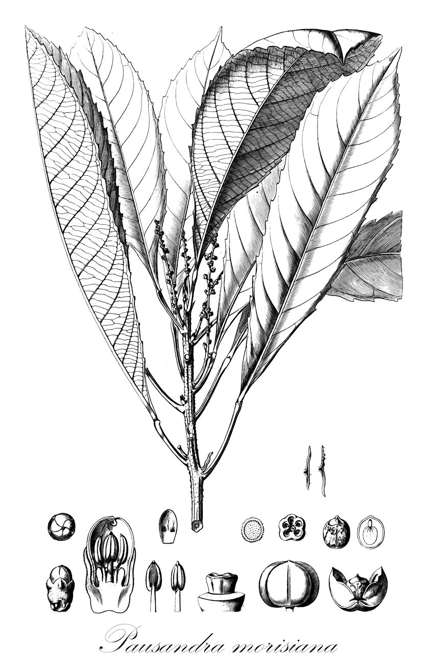 Pausandra morisiana - Euphorbiaceae,Plantae,Pteridobiotina,Angiosperms,Malpighiales,Euphorbiaceae,Pausandra,Pausandra morisiana,Thouinia morisiana