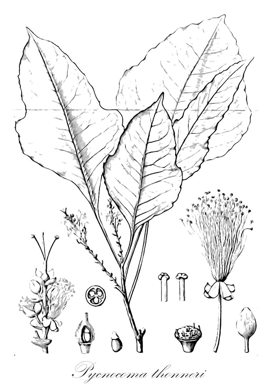 Pycnocoma thonneri - Euphorbiaceae,Plantae,Pteridobiotina,Angiosperms,Malpighiales,Euphorbiaceae,Pycnocoma,Pycnocoma thonneri,Pycnocoma longipes, Pycnocoma trilobata