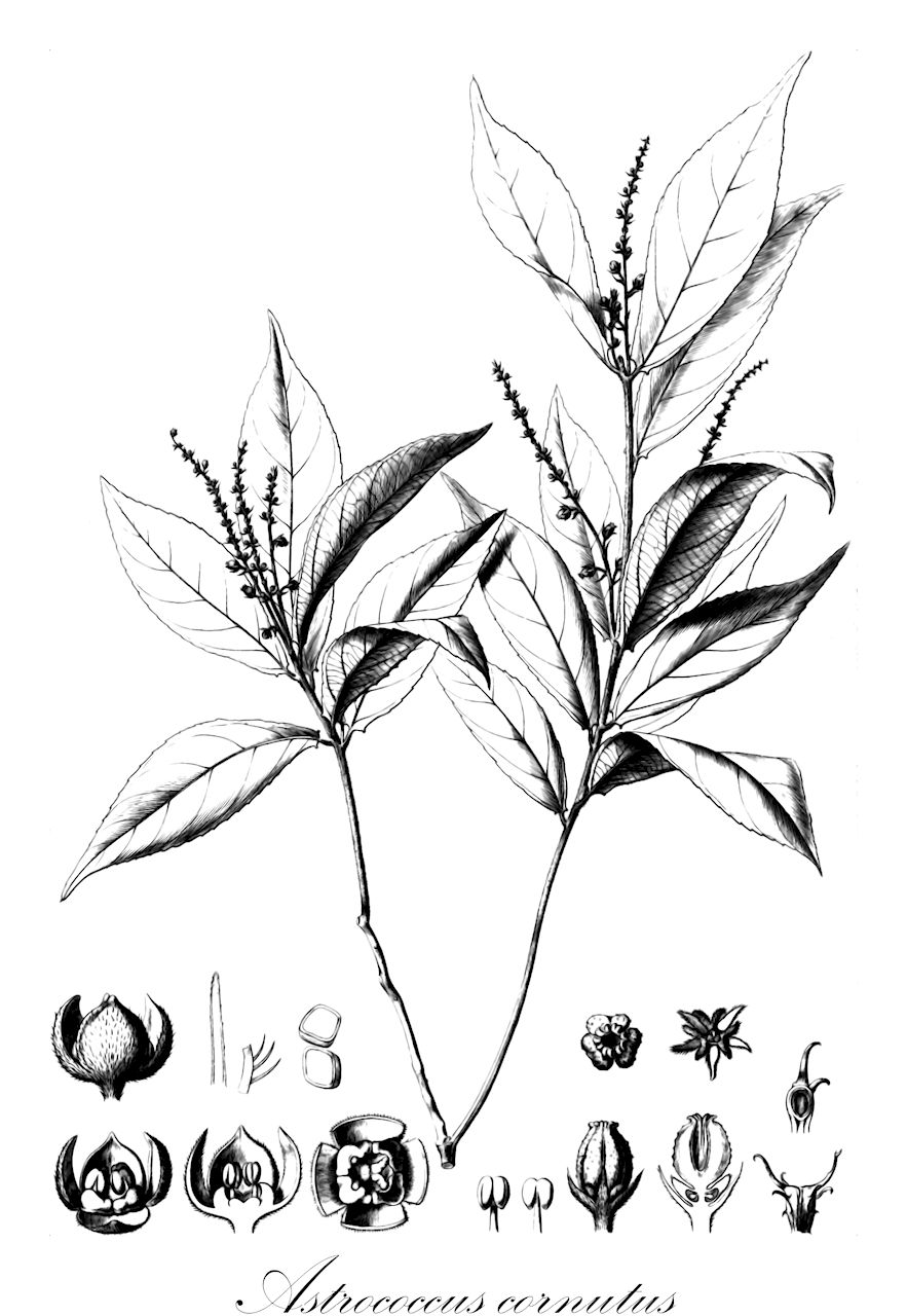 Astrococcus cornutus - Euphorbiaceae,Plantae,Pteridobiotina,Angiosperms,Malpighiales,Euphorbiaceae,Astrococcus,Astrococcus cornutus