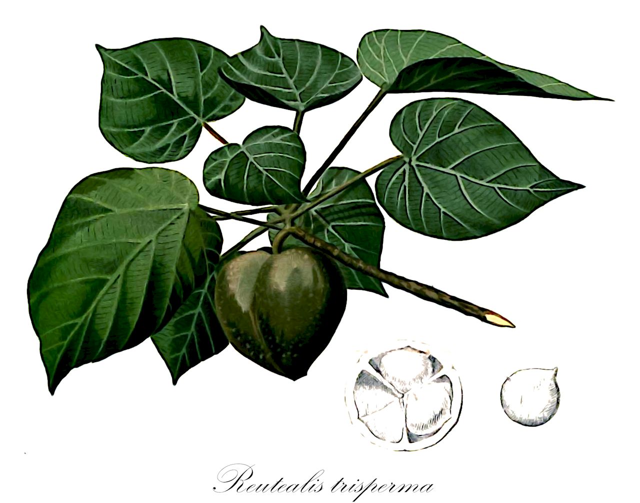 Reutealis trisperma - Euphorbiaceae,Plantae,Pteridobiotina,Angiosperms,Malpighiales,Euphorbiaceae,Reutealis,Reutealis trisperma,Aleurites saponarius, Aleurites trispermus, Camerium trispermum