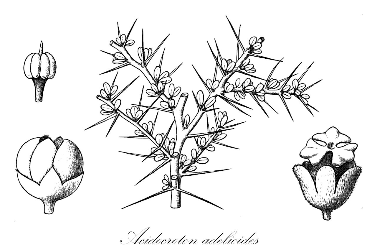 Acidocroton adelioides - Euphorbiaceae,Plantae,Pteridobiotina,Angiosperms,Malpighiales,Euphorbiaceae,Acidocroton,Acidocroton adelioides