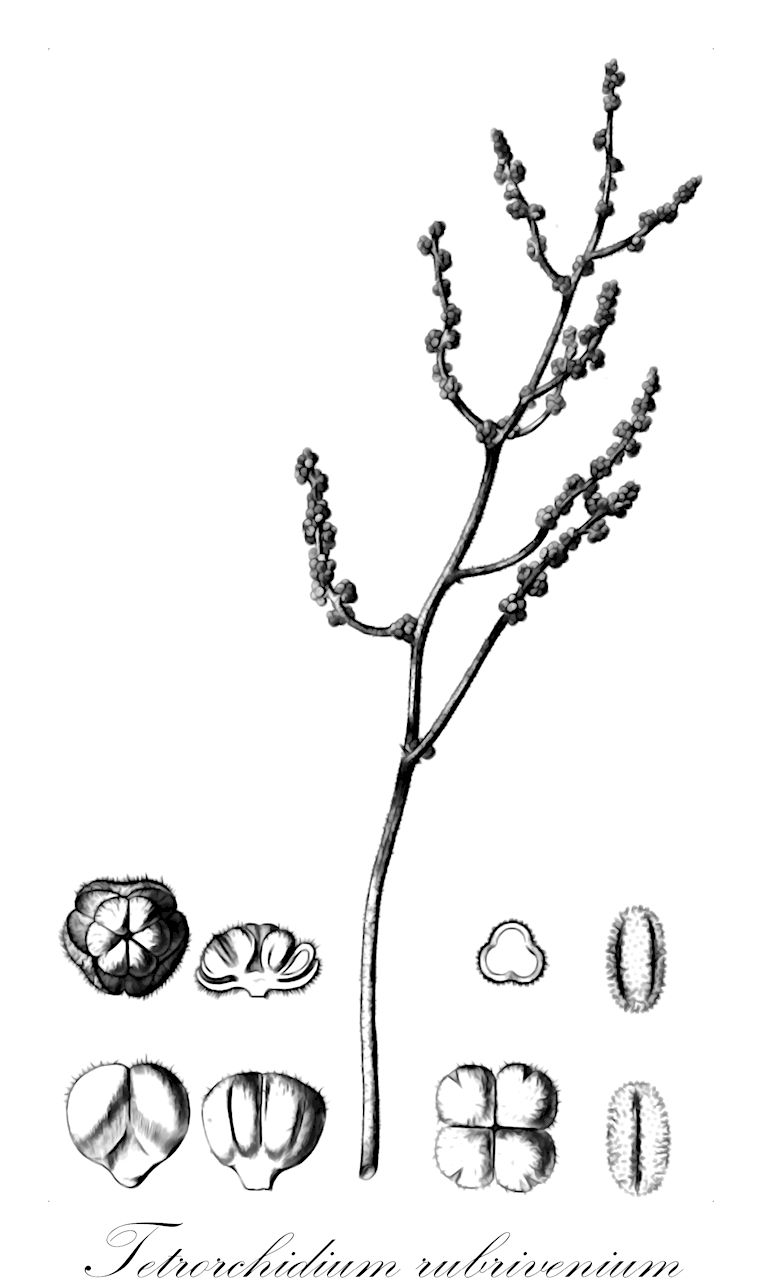 Tetrorchidium rubrivenium - Euphorbiaceae,Plantae,Pteridobiotina,Angiosperms,Malpighiales,Euphorbiaceae,Tetrorchidium,Tetrorchidium rubrivenium,Tetrorchidium boyacanum, Tetrorchidium rubrivenium var. fendleri, Tetrorchidium rubrivenium var. genuinum, Tetrorchidium rubrivenium var. integrifolium, Tetrorchidium rubrivenium var. trigynum, Tetrorchidium rubrivenium var. trigynum, Tetrorchidium trigynum