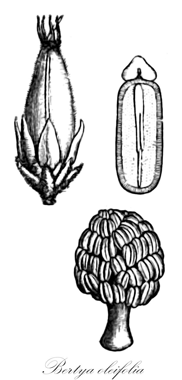 Bertya oleifolia - Euphorbiaceae,Plantae,Pteridobiotina,Angiosperms,Malpighiales,Euphorbiaceae,Bertya,Bertya oleifolia,Bertya mitchellii, Bertya mitchellii var. genuina, Bertya polymorpha, Bertya polymorpha var. genuina, Ricinocarpos mitchellii