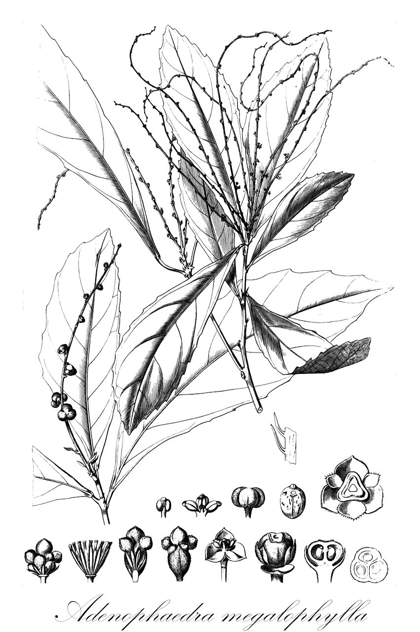 Adenophaedra megalophylla - Euphorbiaceae,Plantae,Pteridobiotina,Angiosperms,Malpighiales,Euphorbiaceae,Adenophaedra,Adenophaedra megalophylla,Bernardia megalophylla