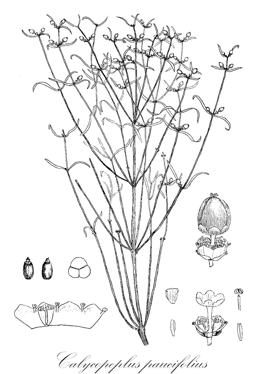 Calycopeplus paucifolius - Euphorbiaceae,Plantae,Pteridobiotina,Angiosperms,Malpighiales,Euphorbiaceae,Calycopeplus,Calycopeplus paucifolius,Calycopeplus ephedroides, Calycopeplus helmsii, Ephedra arborea, Euphorbia paucifolia