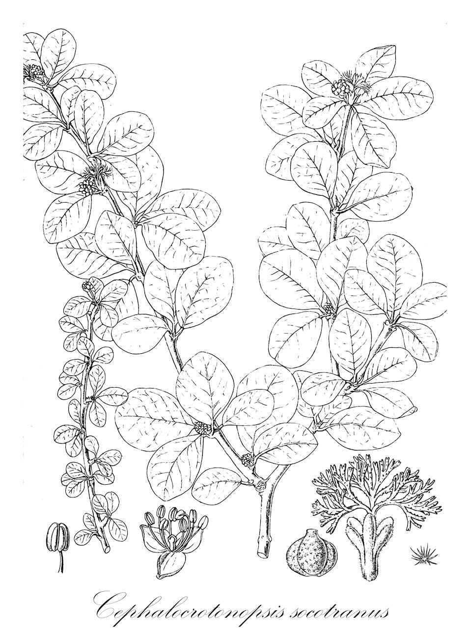 Cephalocrotonopsis socotranus - Euphorbiaceae,Plantae,Pteridobiotina,Angiosperms,Malpighiales,Euphorbiaceae,Cephalocrotonopsis,Cephalocrotonopsis socotranus,Cephalocroton socotranus