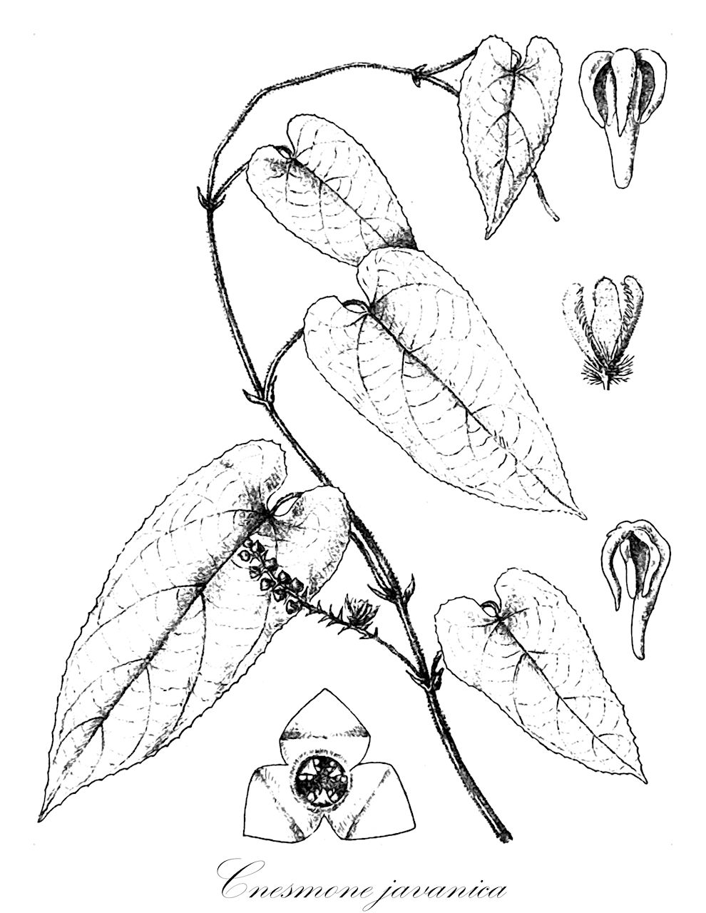 Cnesmone javanica - Euphorbiaceae,Plantae,Pteridobiotina,Angiosperms,Malpighiales,Euphorbiaceae,Cnesmone,Cnesmone javanica