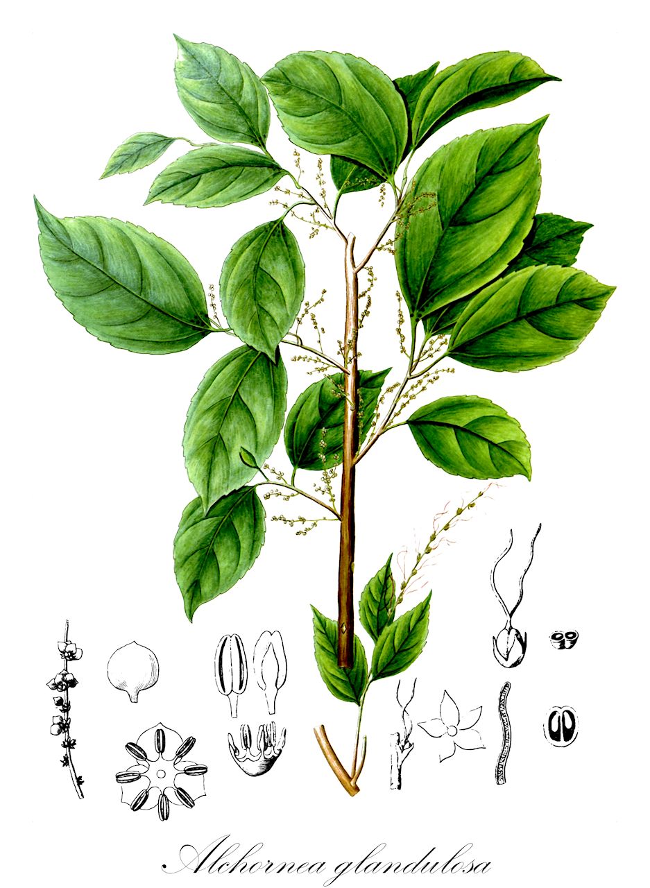 Alchornea glandulosa - Euphorbiaceae,Plantae,Pteridobiotina,Angiosperms,Malpighiales,Euphorbiaceae,Alchornea,Alchornea glandulosa,Alchornea glandulosa var. genuina, Styloceras subrotundum