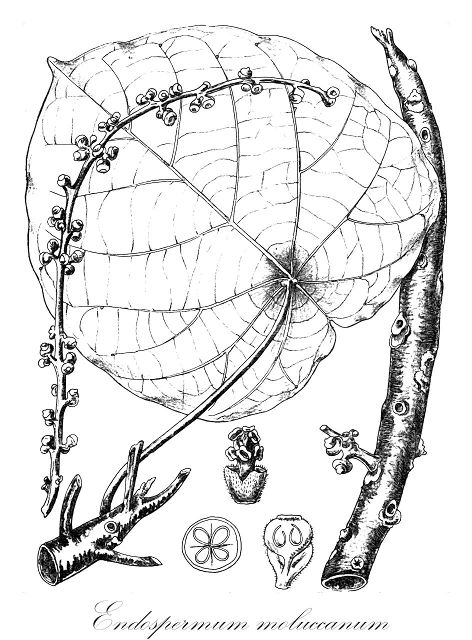 Endospermum moluccanum - Euphorbiaceae,Plantae,Pteridobiotina,Angiosperms,Malpighiales,Euphorbiaceae,Endospermum,Endospermum moluccanum,Capellenia moluccana, Endospermum formicarum, Endospermum labios, Endospermum labios subsp. gracilipes